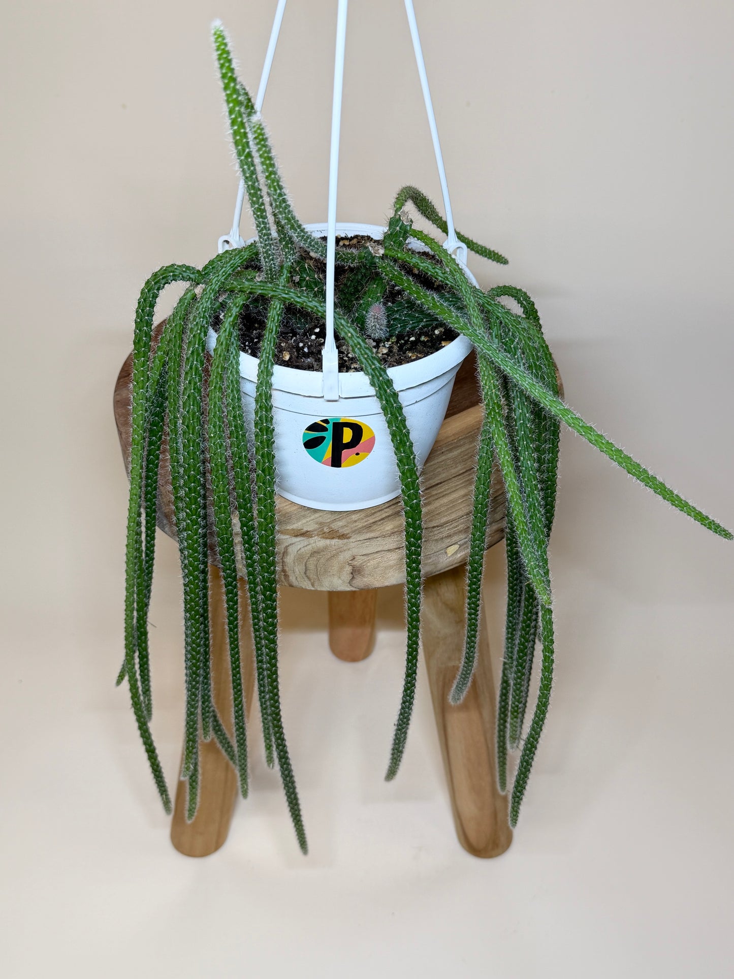 Cactus Rat Tail 6” Pot