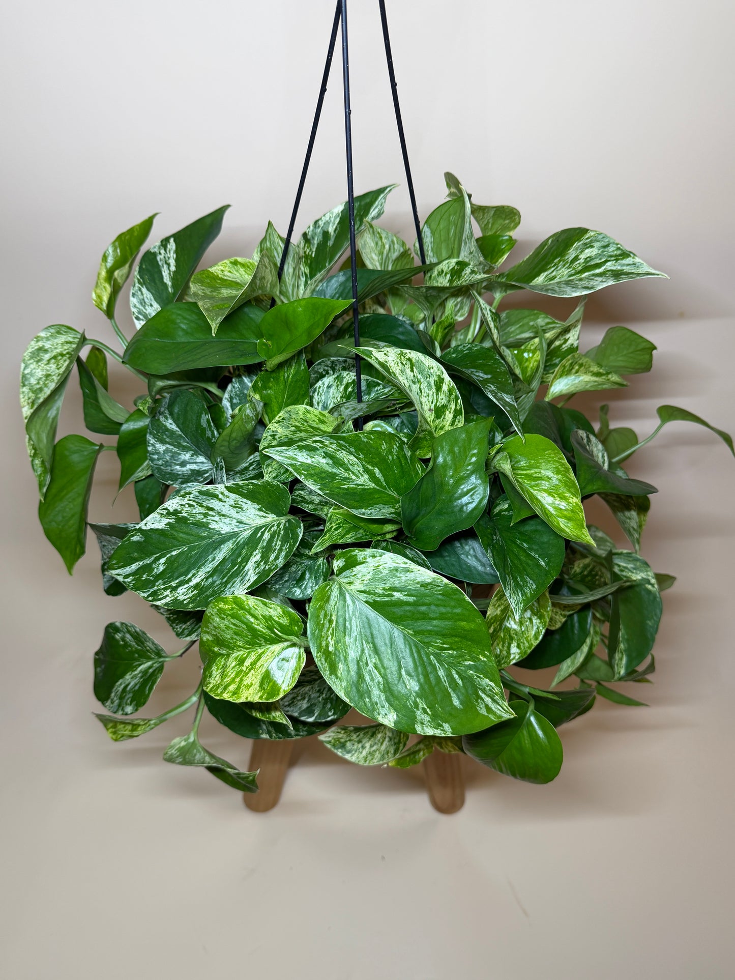 Pothos Queen Marble 8” Pot