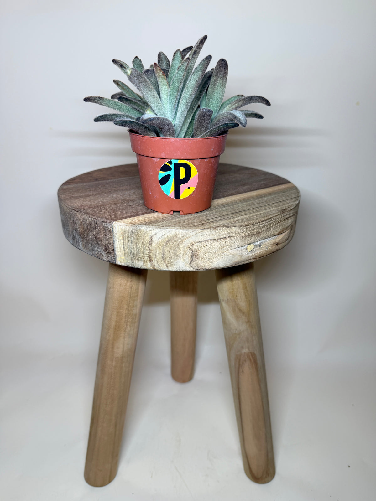 Panda 4” Pot