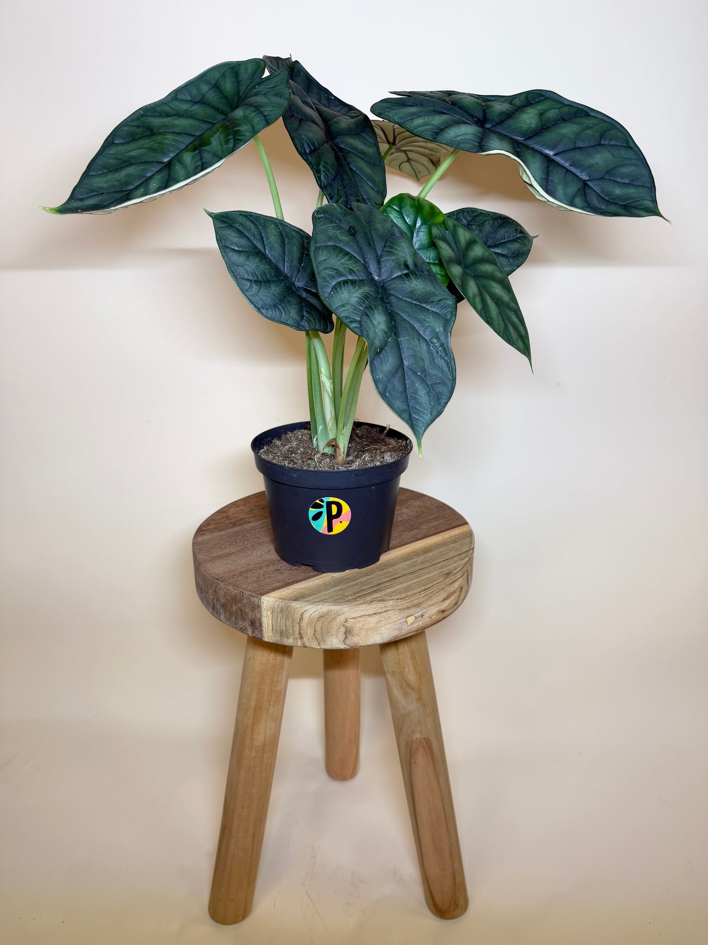 Alocasia Baginda ‘Dragon Scale’ 6” Pot