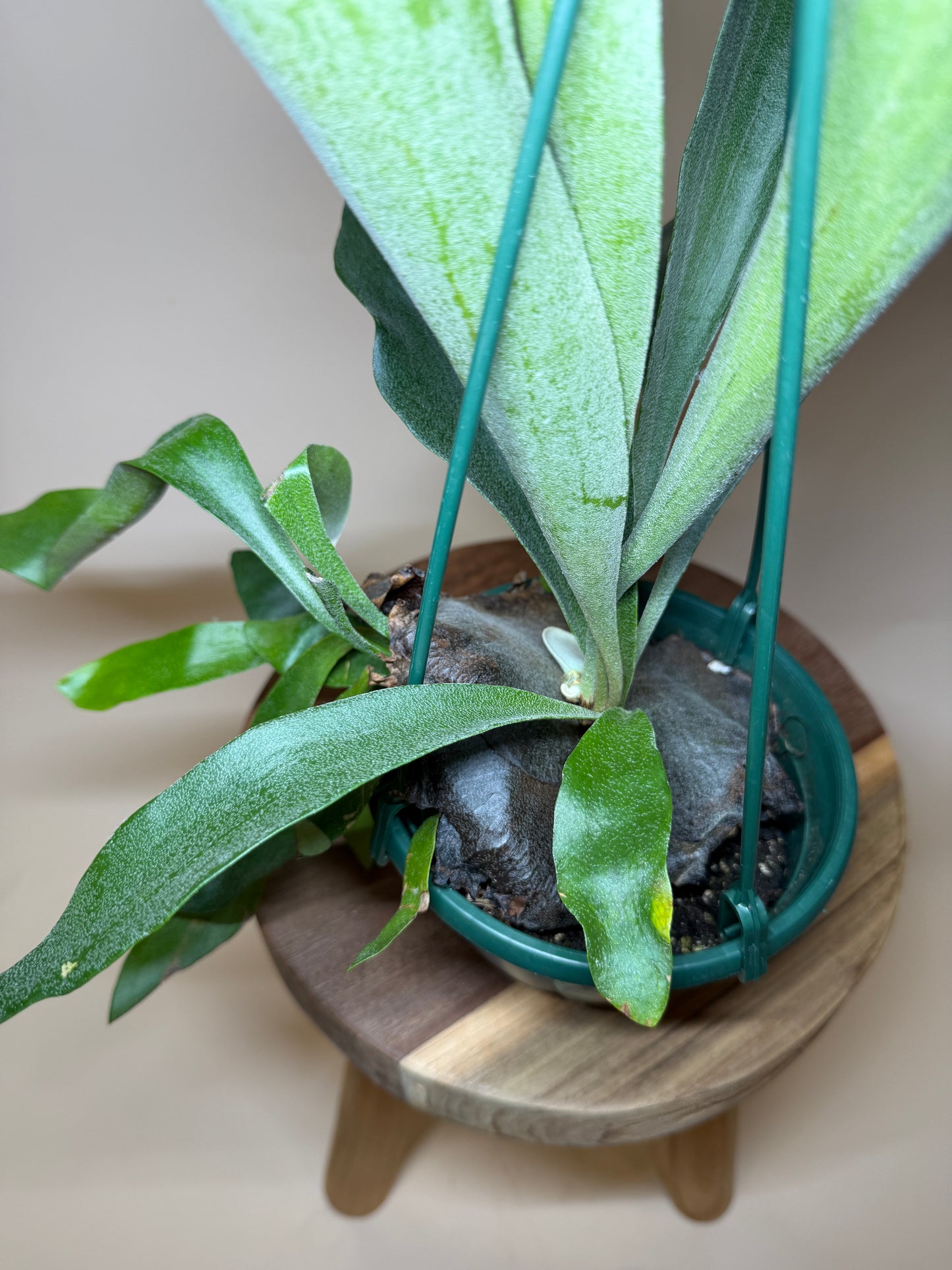 Fern Staghorn 6” Pot