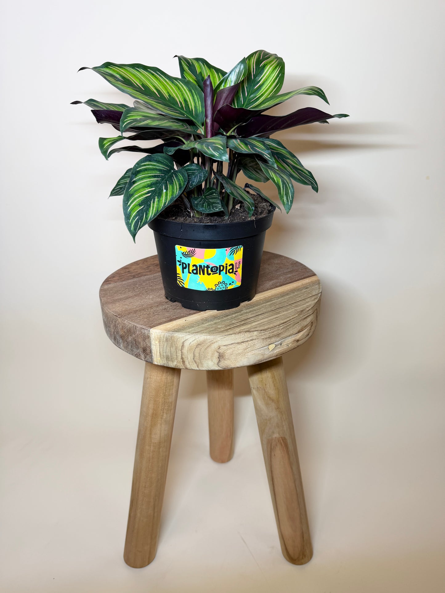 Calathea Beauty Star 6" Pot