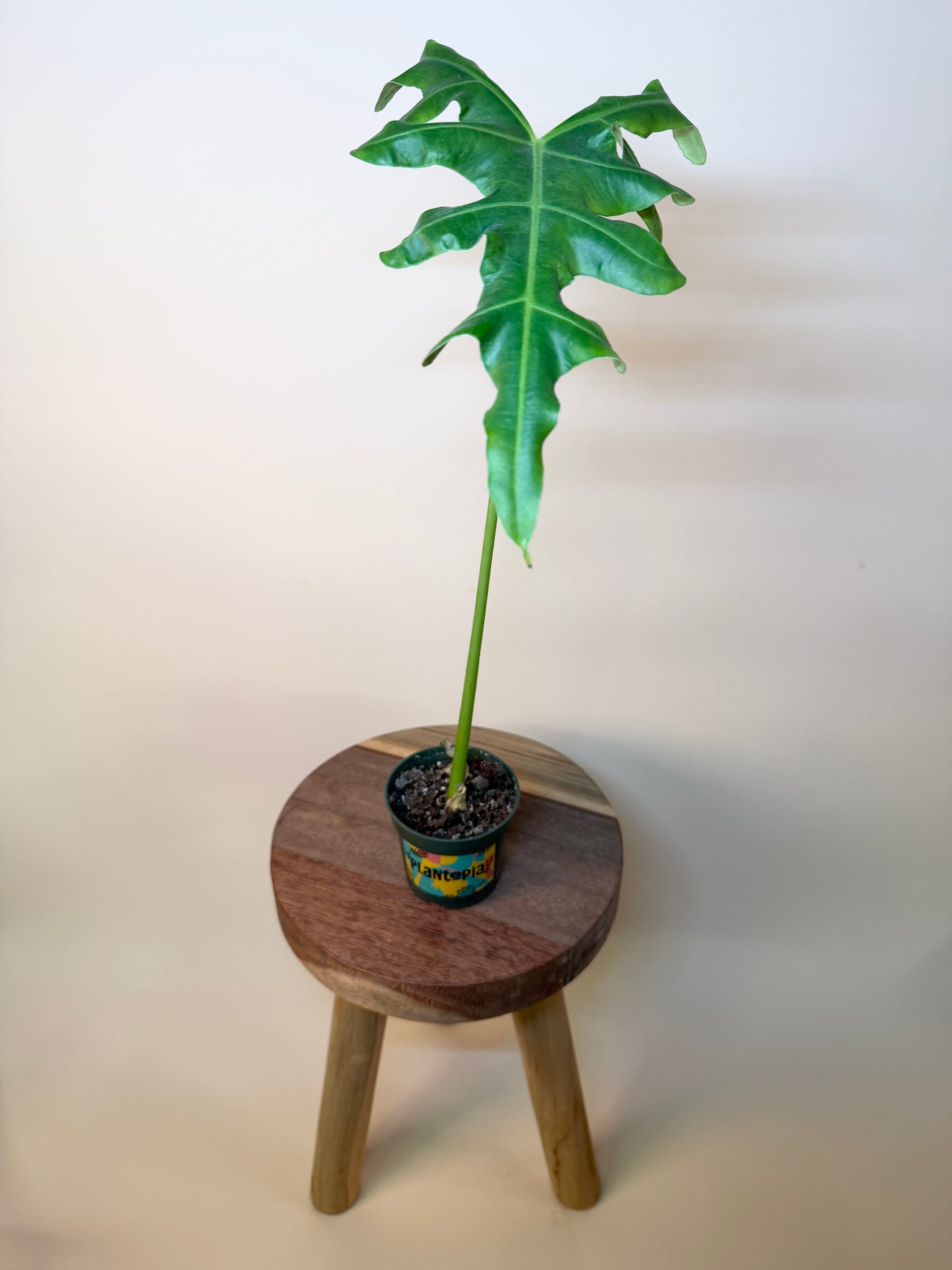 Alocasia Malaysian Monster 4” Pot