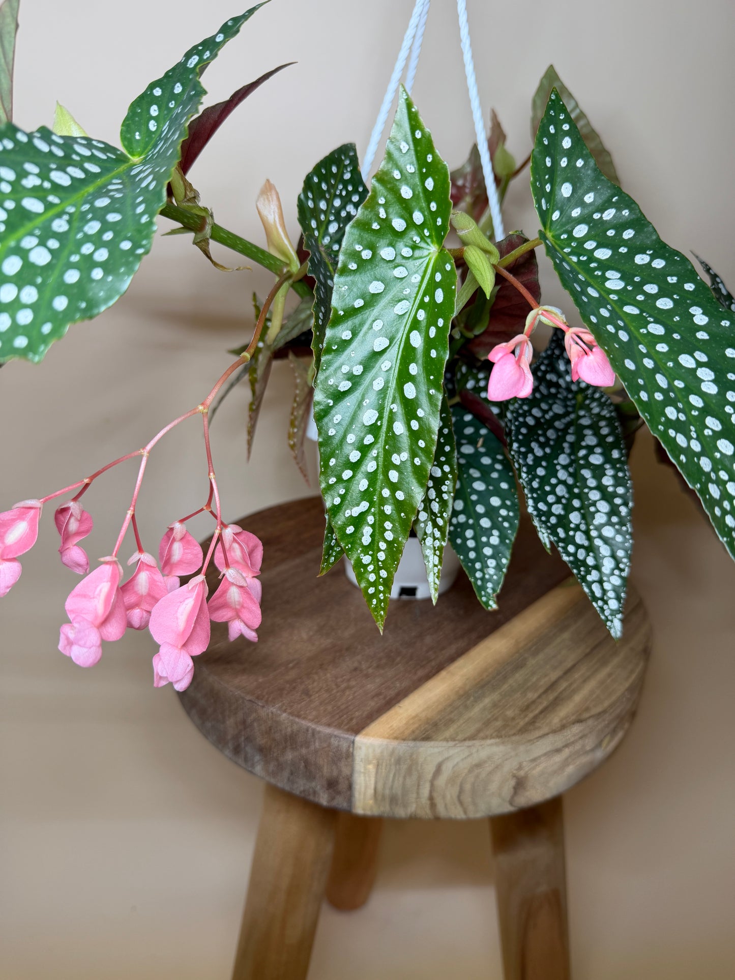 Begonia White Ice 4.5” Pot