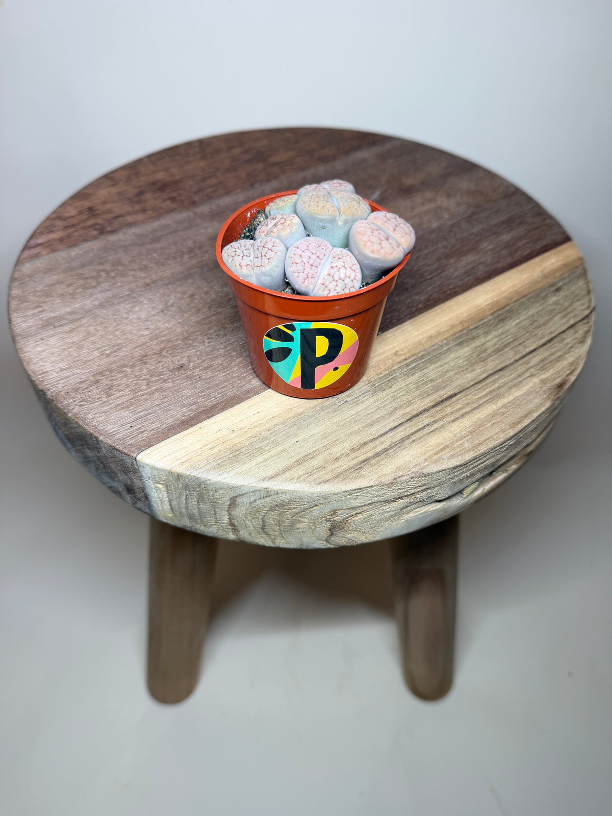 Lithops Living Stone 2.5” Pot