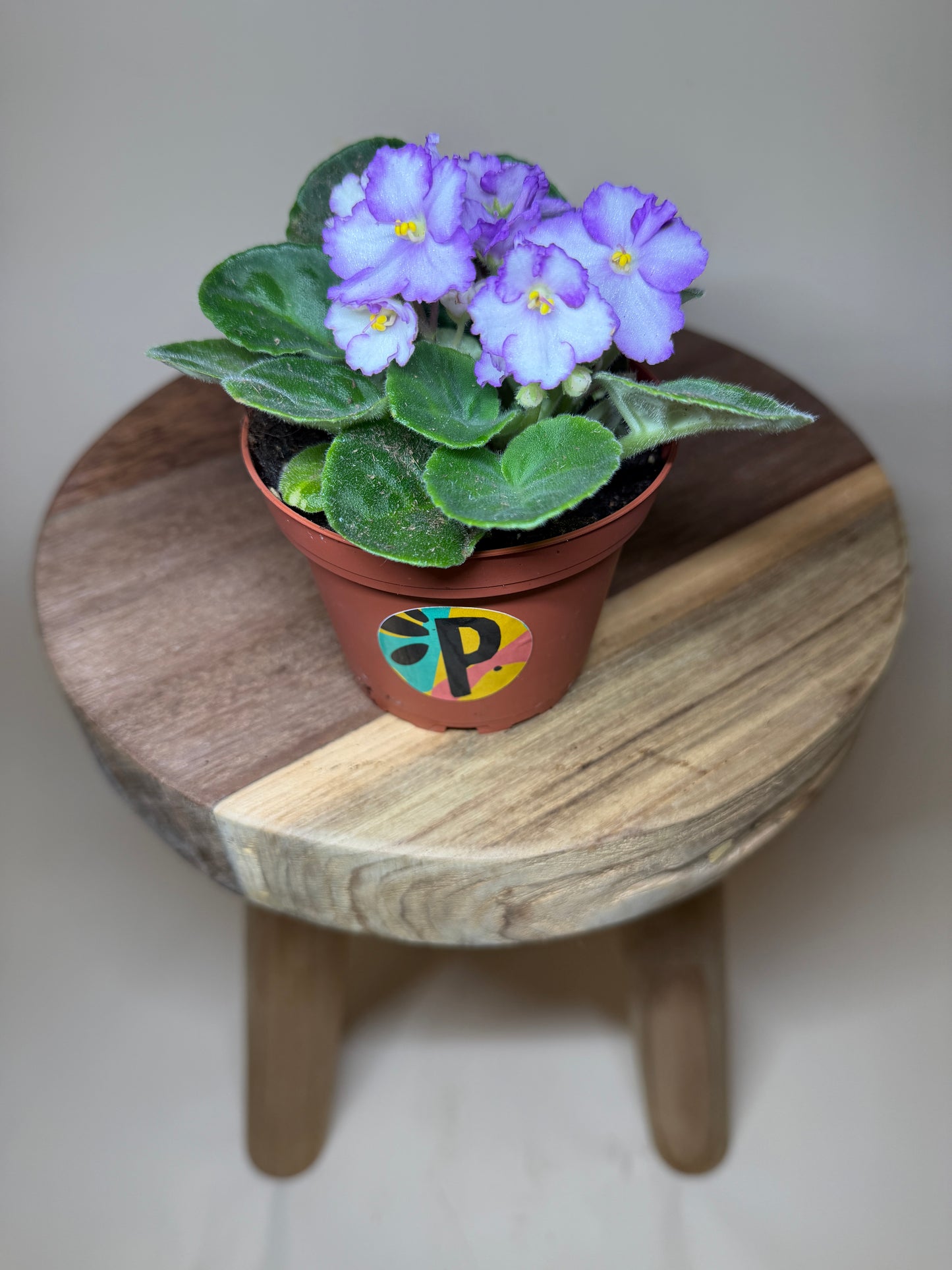 African Violet 4” Pot