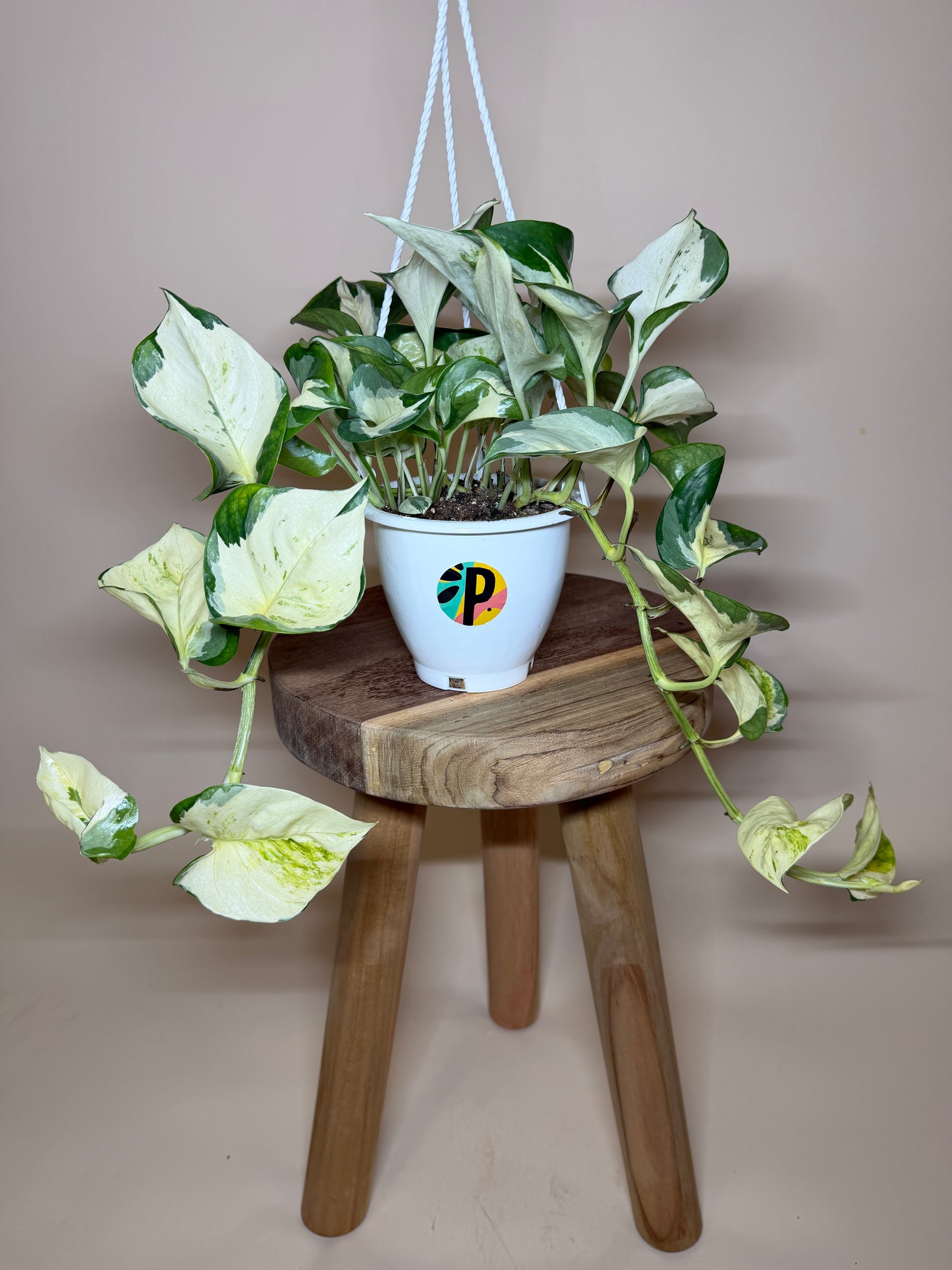Pothos Manjula 4.5” Pot