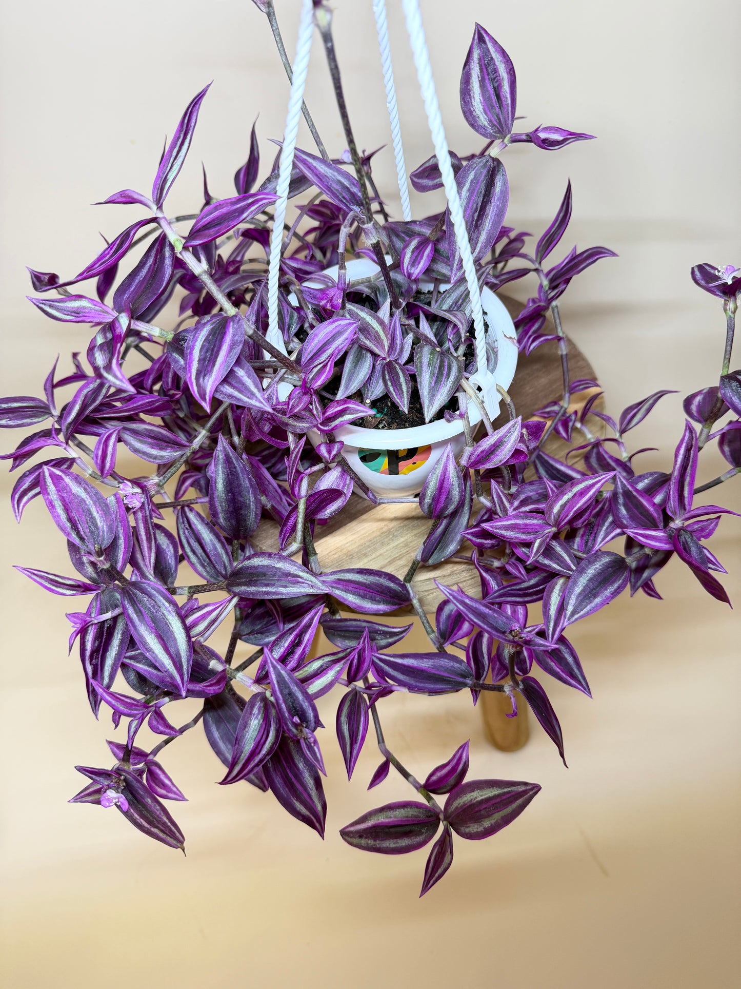 Tradescantia Pink Paradise 6” Pot