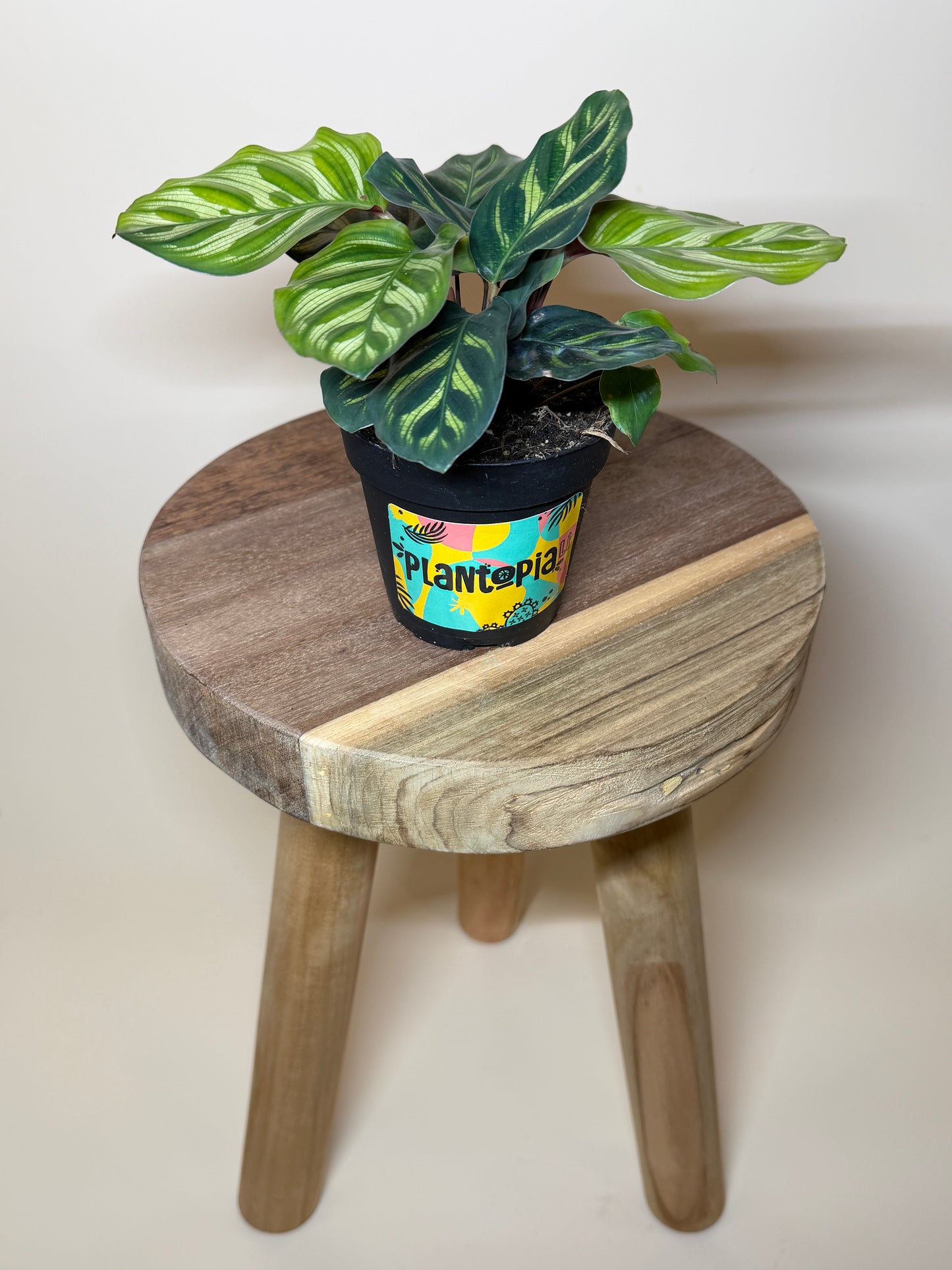 Calathea Makoyana 4” Pot