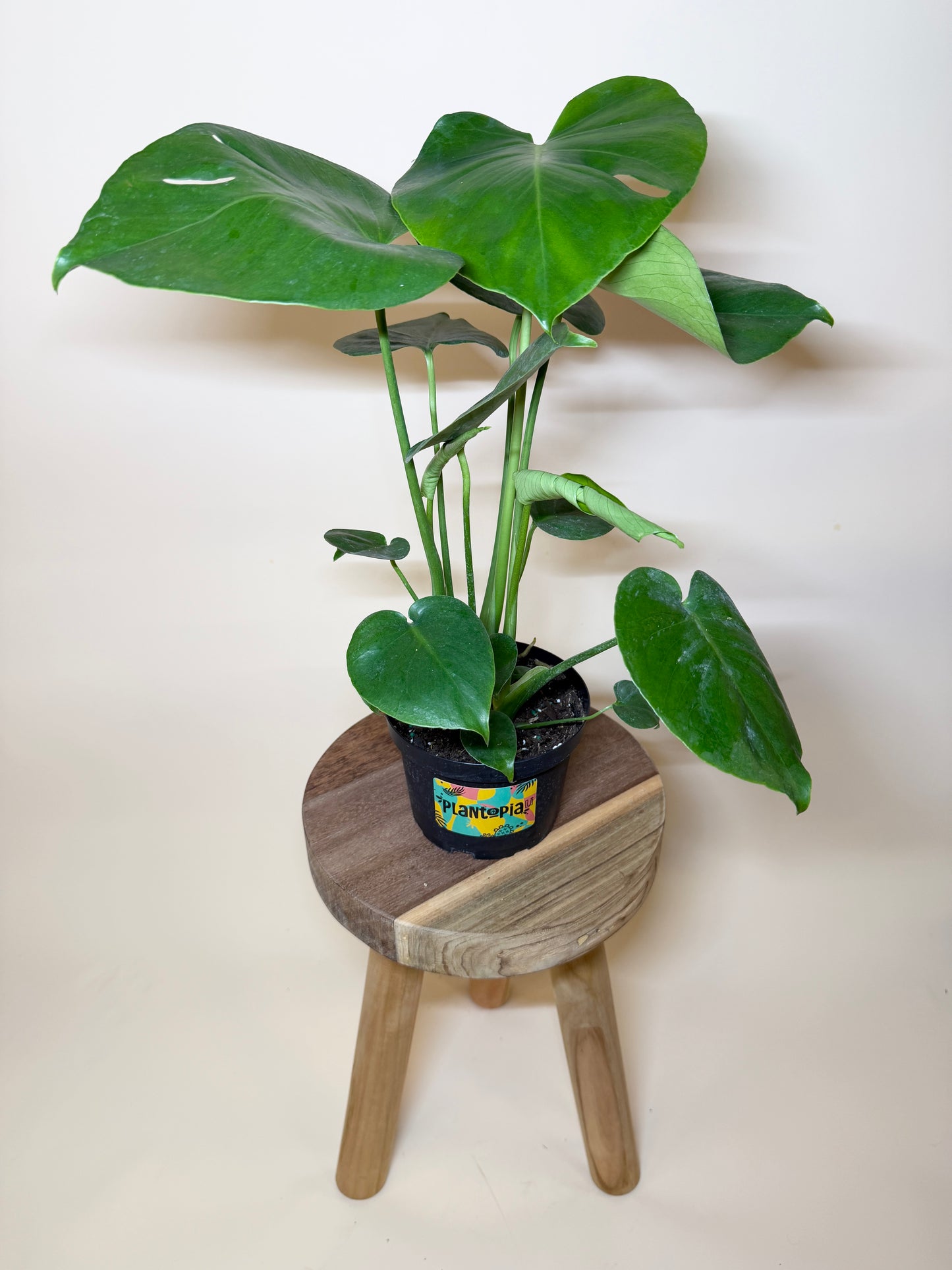 Monstera Deliciosa 6" Pot