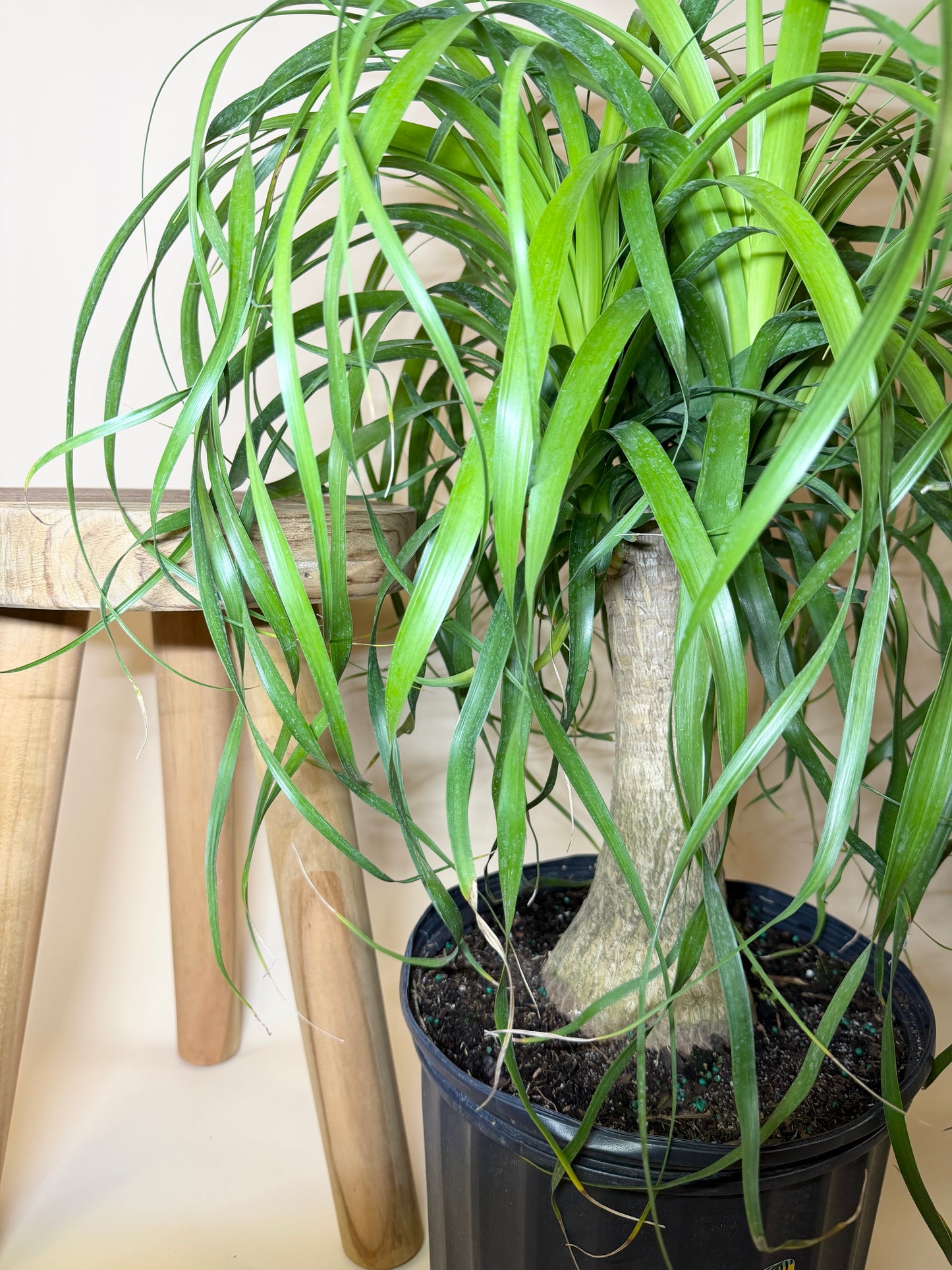 Palm Ponytail 10” Pot