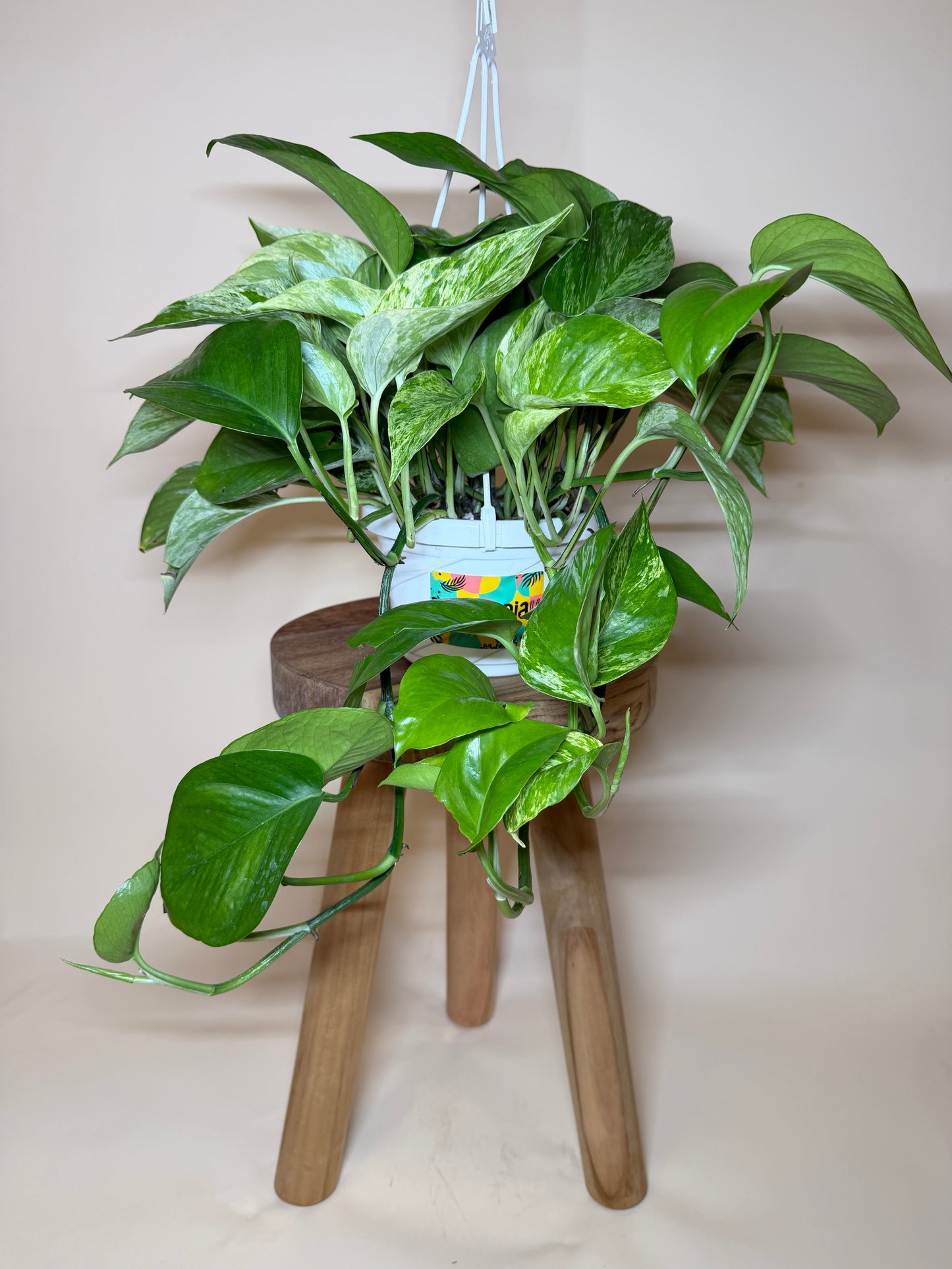 Pothos Queen Marble 6” Pot