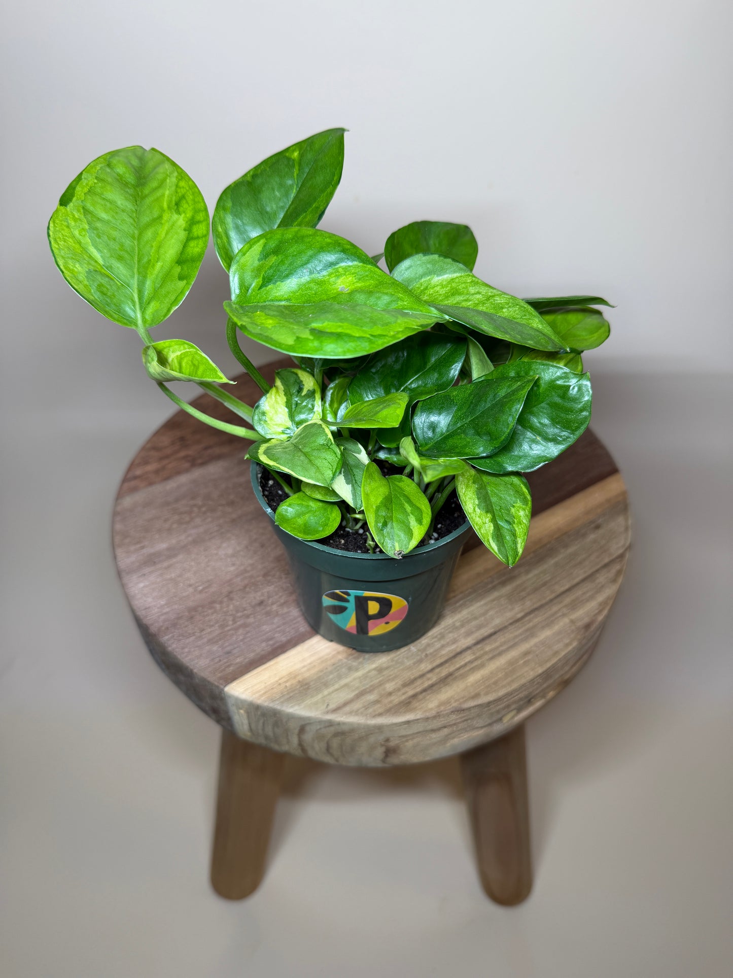 Pothos Lizard Queen 4” Pot