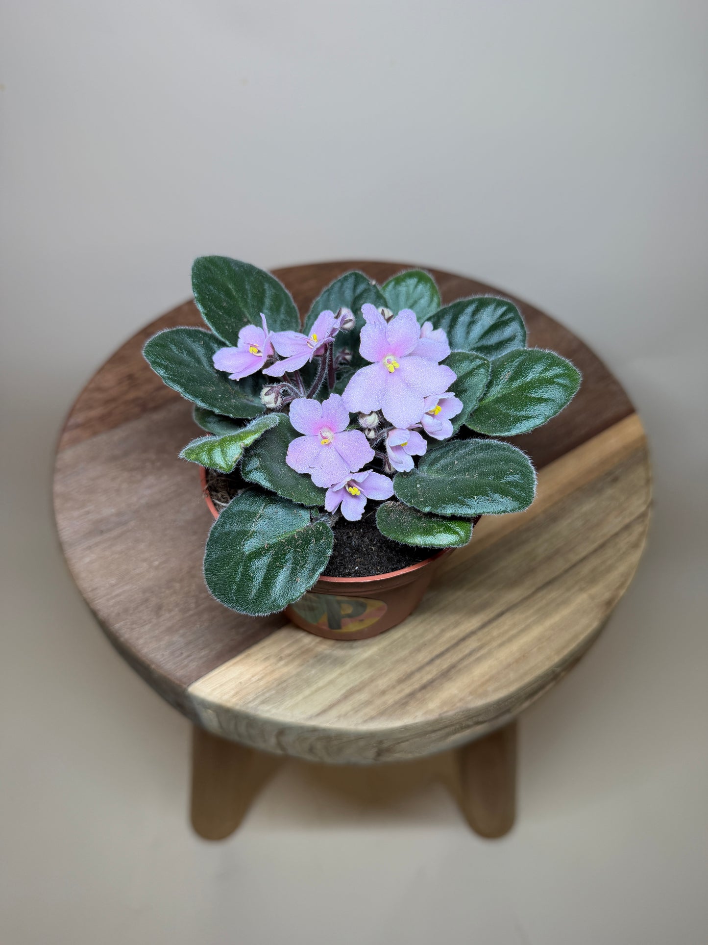 African Violet 4” Pot