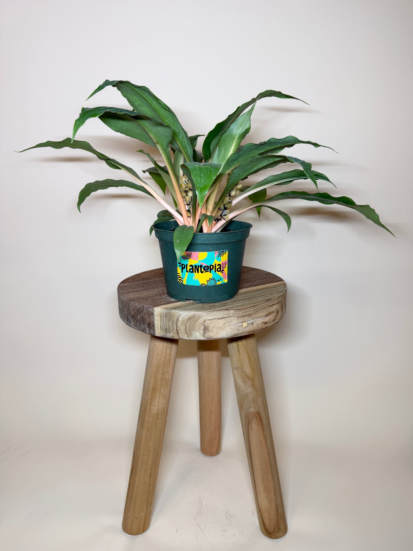 Spider Mandarin 6” Pot