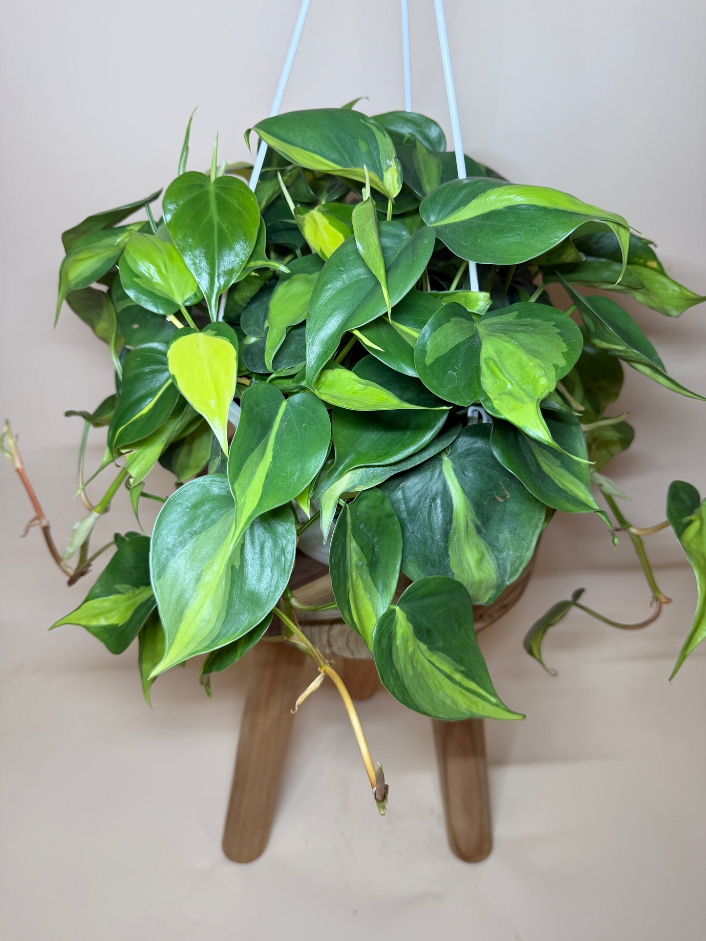 Philodendron Brasil 8” Pot