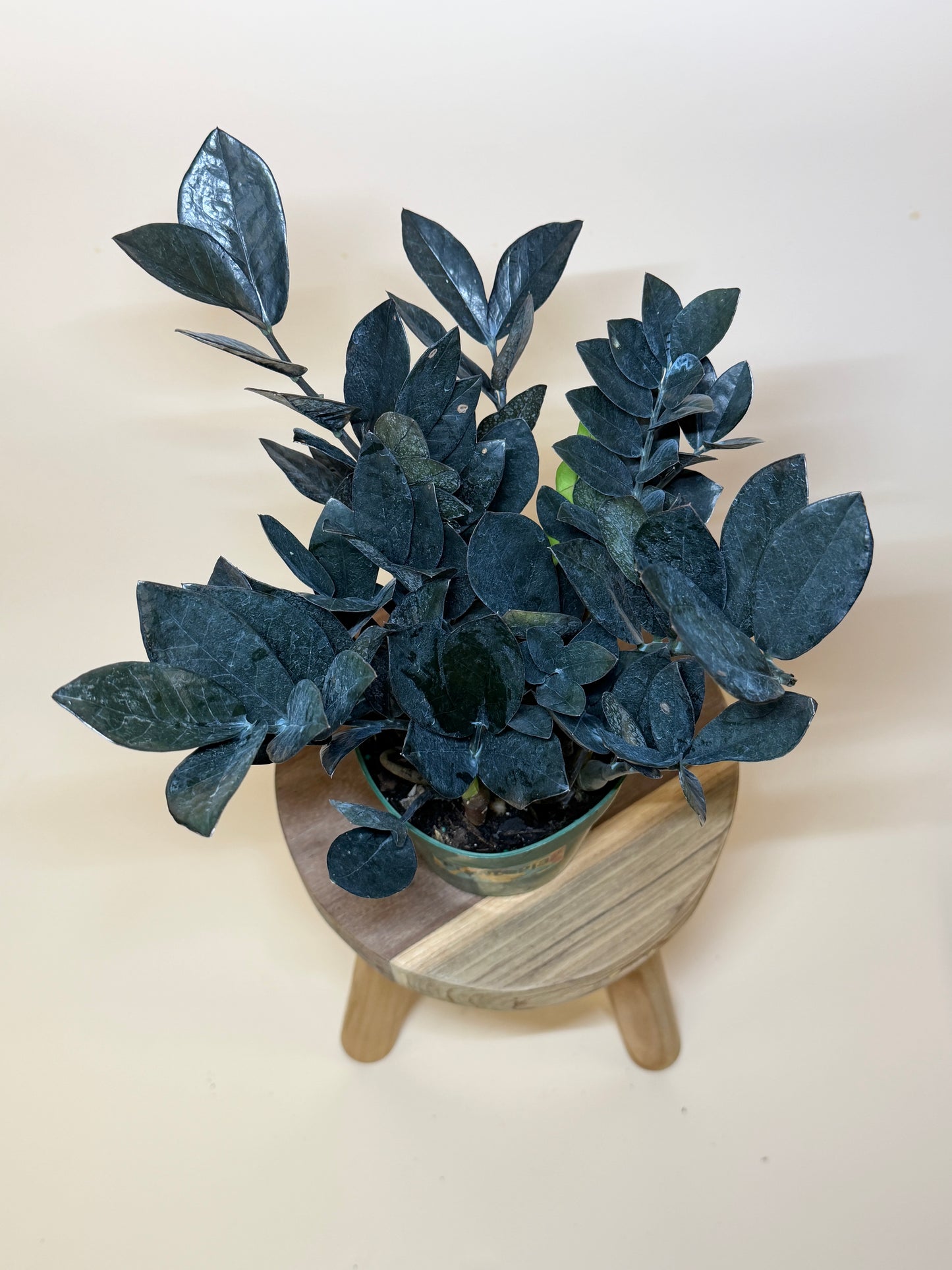 ZZ Black Raven 6” Pot