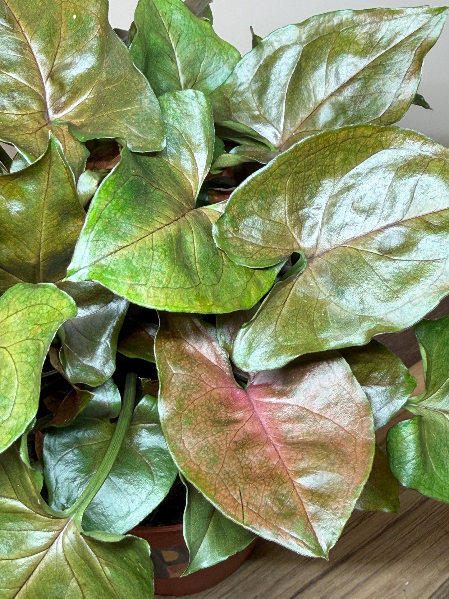 Syngonium Merry Maria 4” Pot