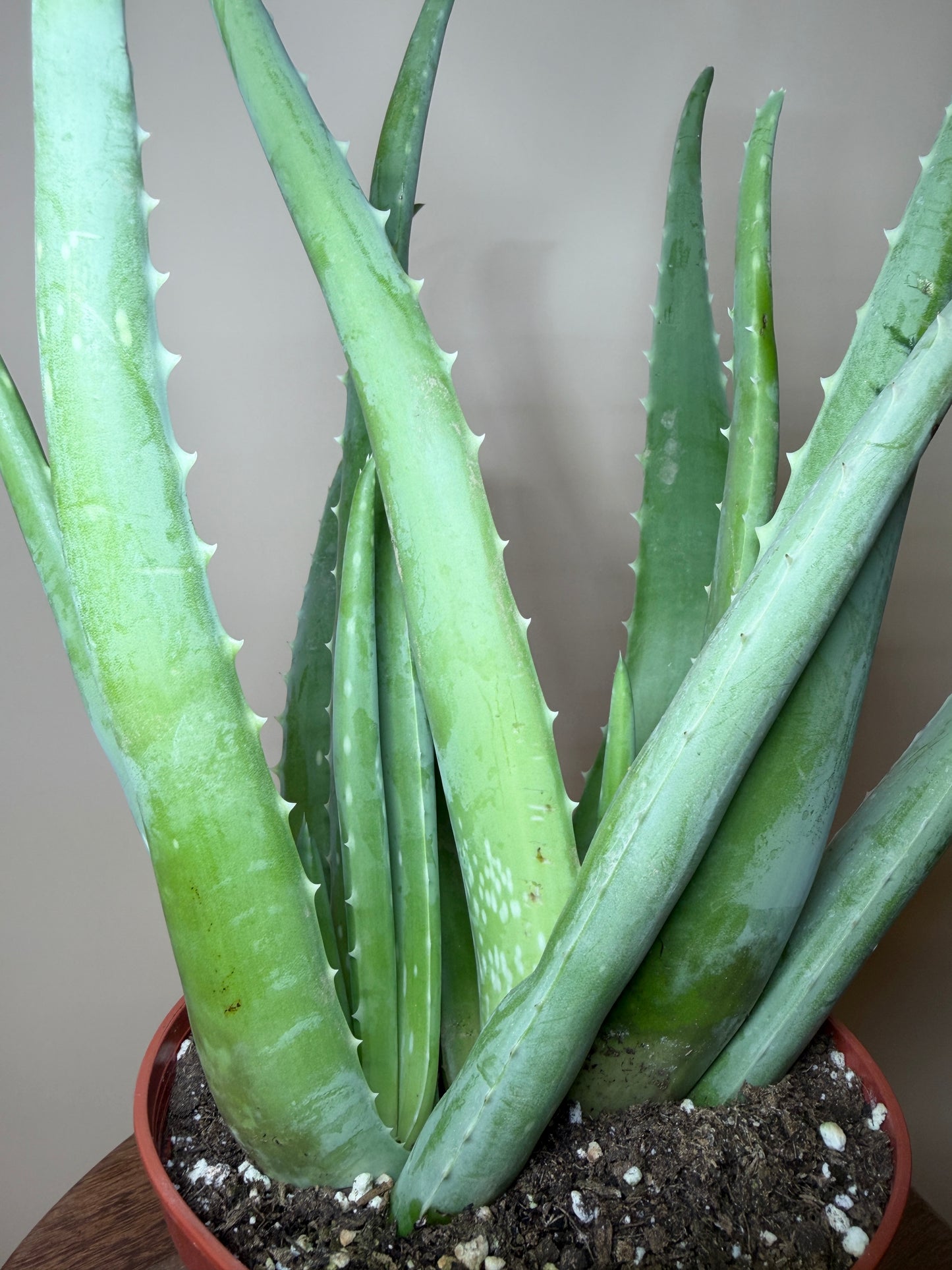Aloe Vera 6” Pot