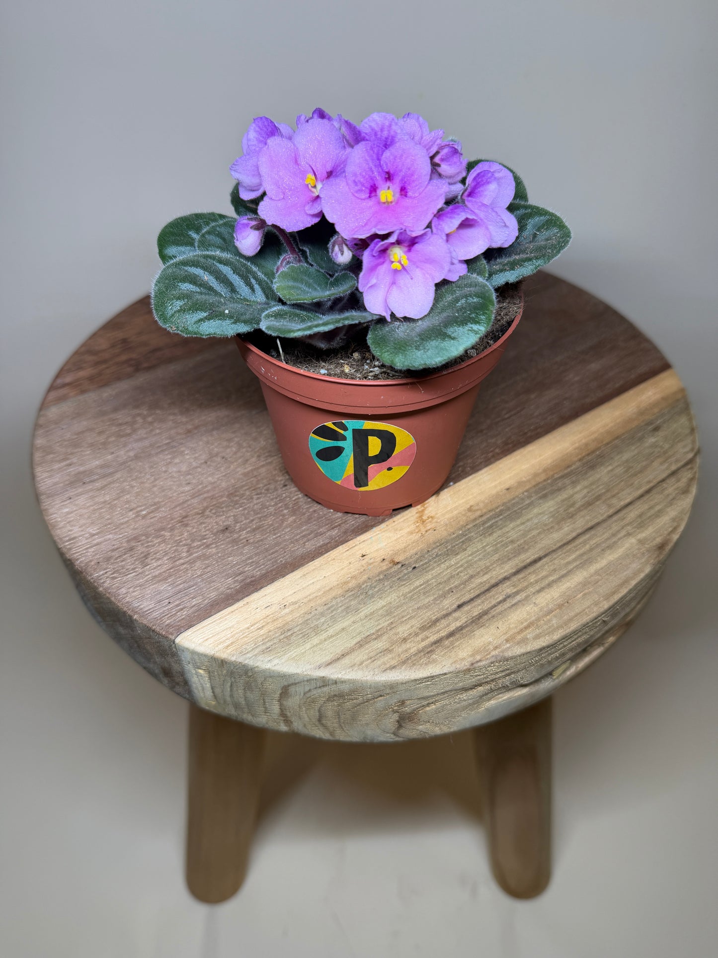 African Violet 4” Pot