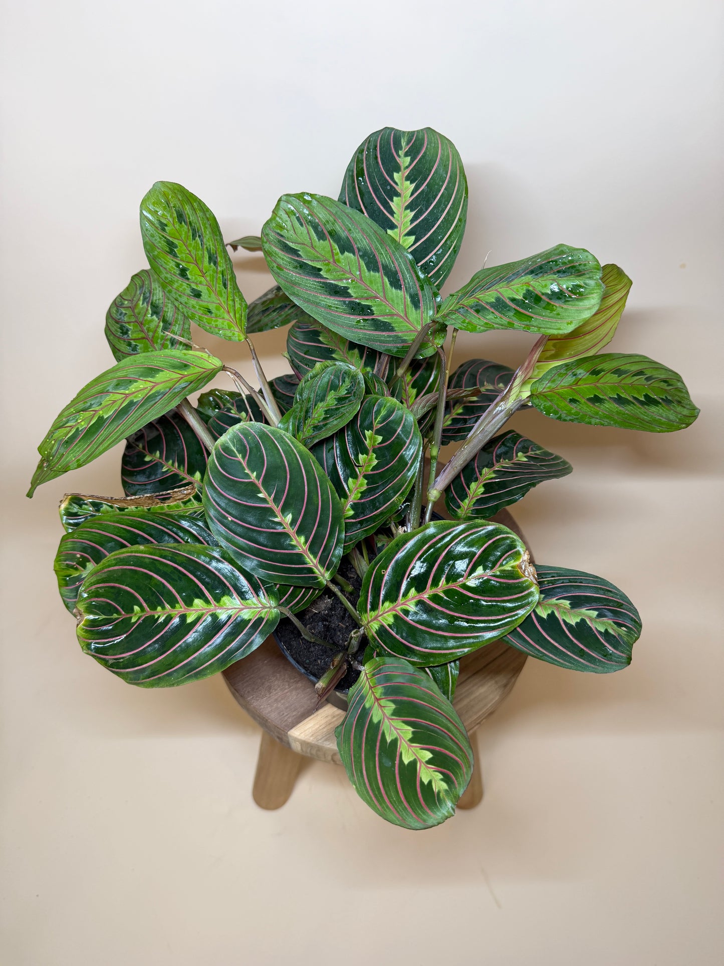 Maranta Red 6” Pot