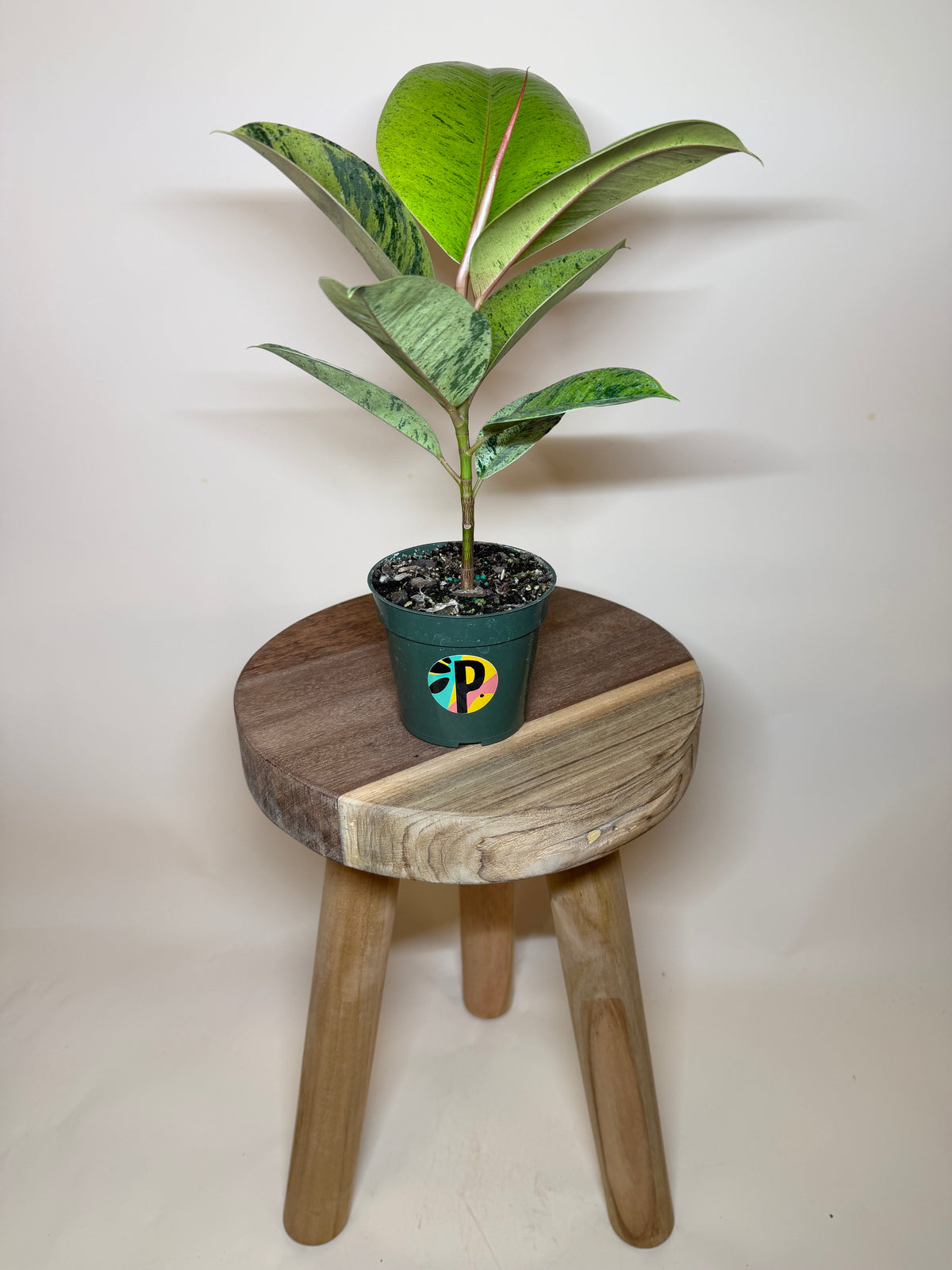Rubber Tree Moonshine 4” Pot