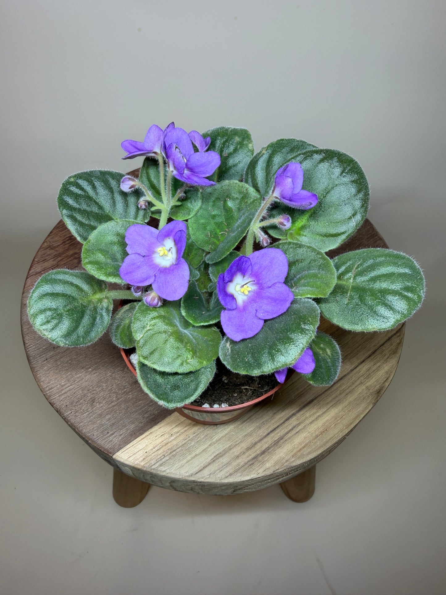 African Violet 4” Pot