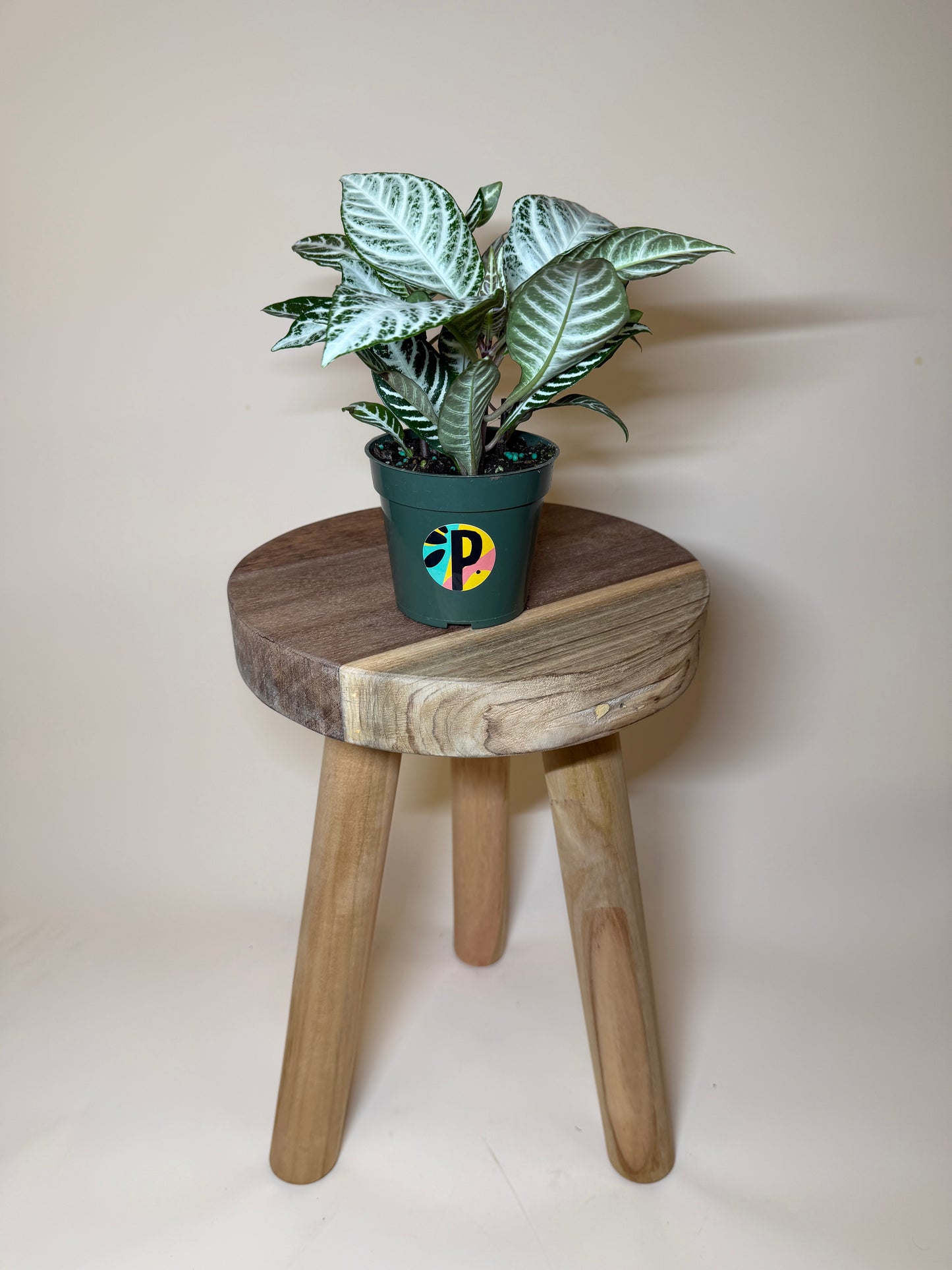 Zebra Snow White 4” Pot