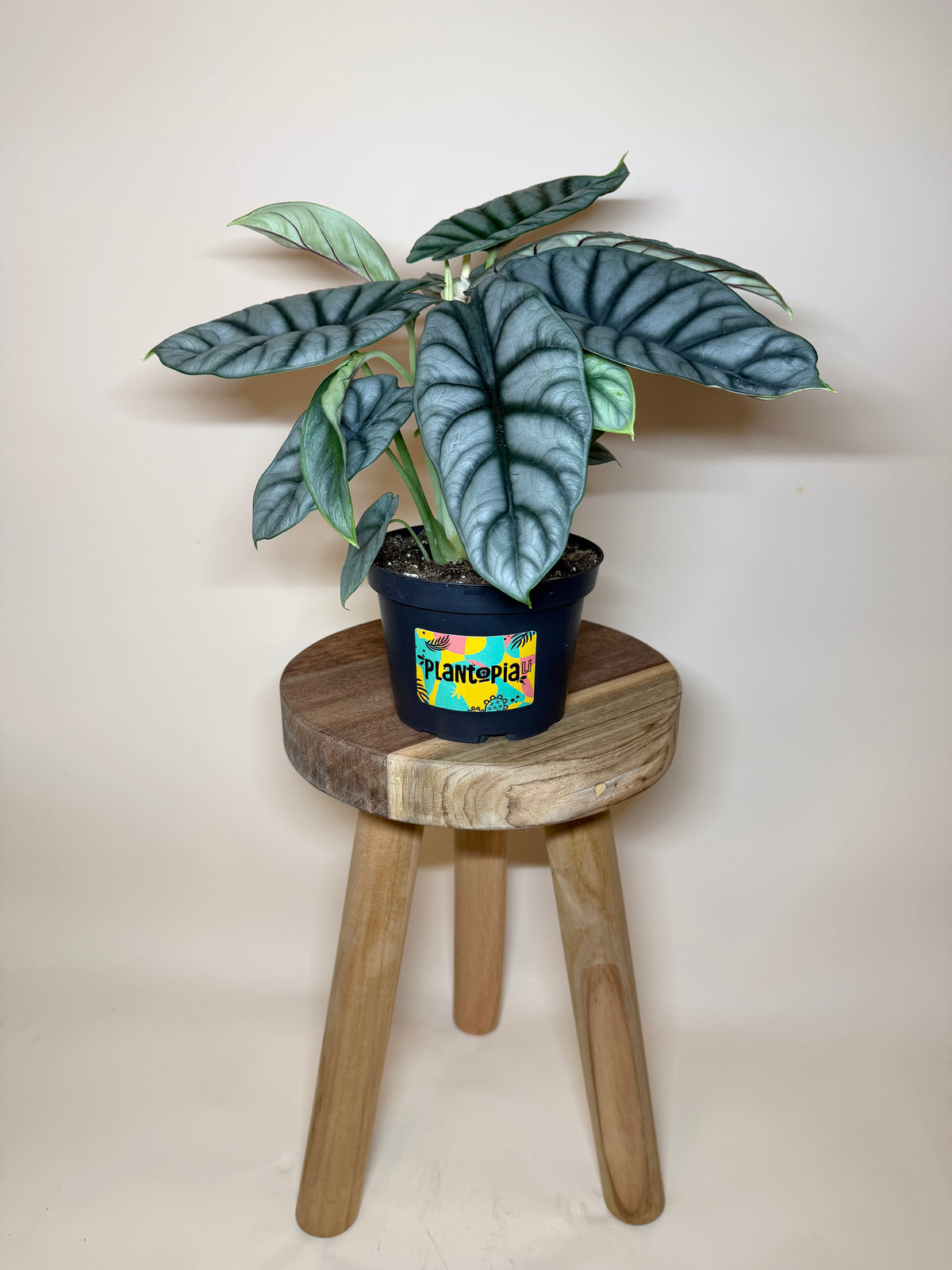 Alocasia Silver Dragon 6” Pot