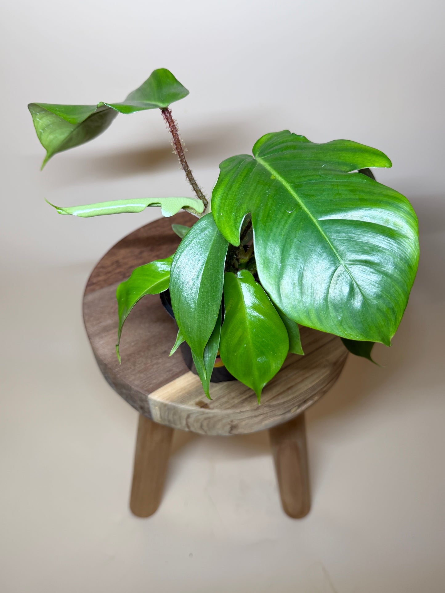 Philodendron Squamiferum 4” Pot