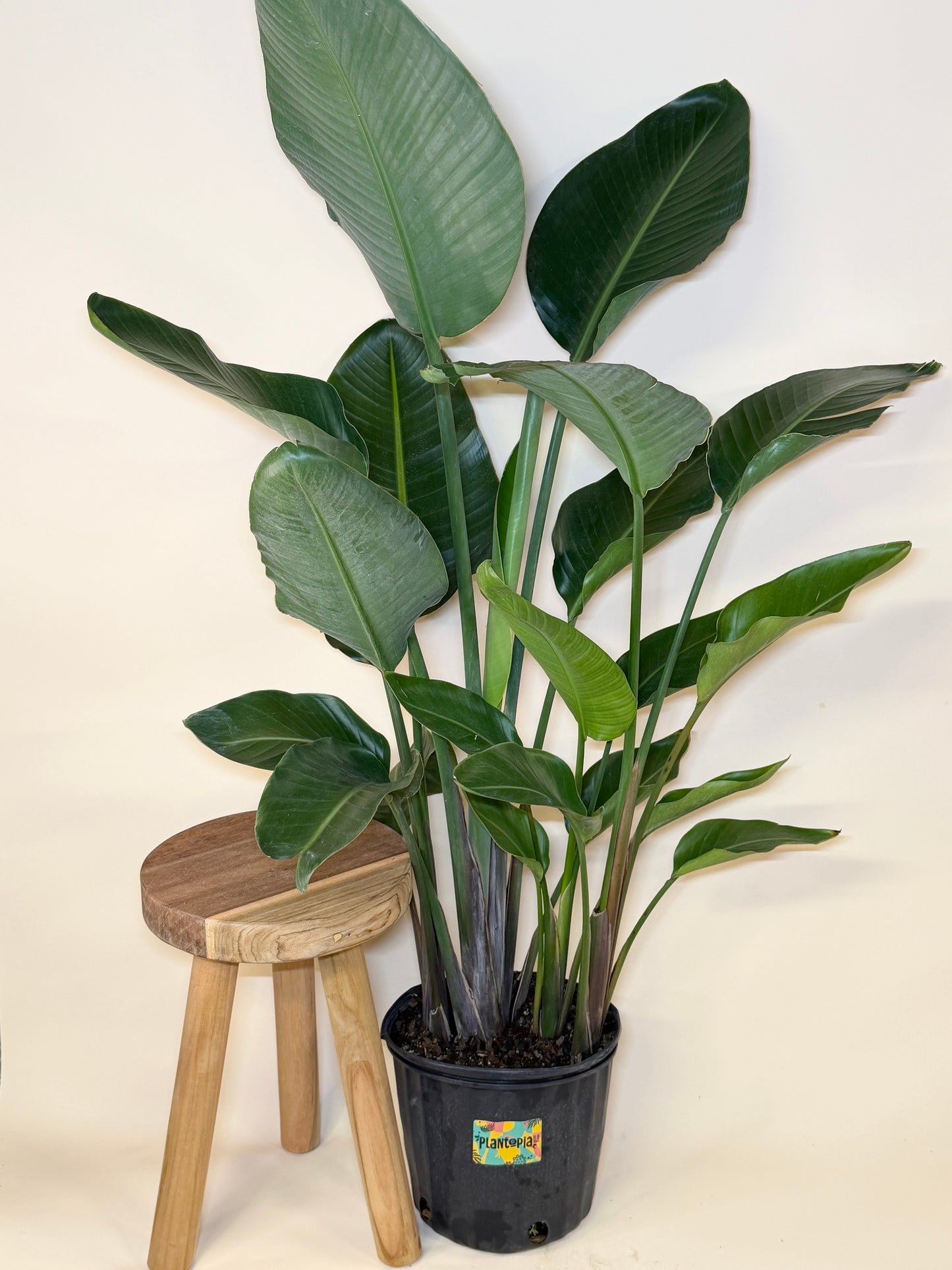 Bird of Paradise 10” Pot