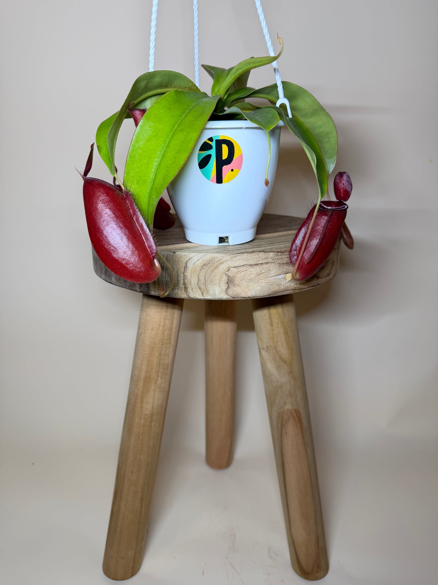 Nepenthes Hybrid Diana 4.5” Pot
