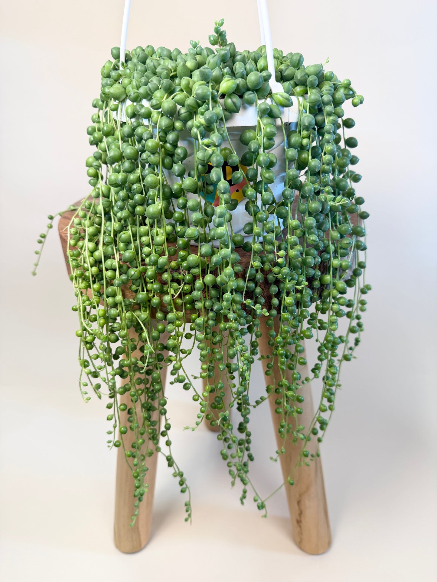 String of Pearls 6" Pot