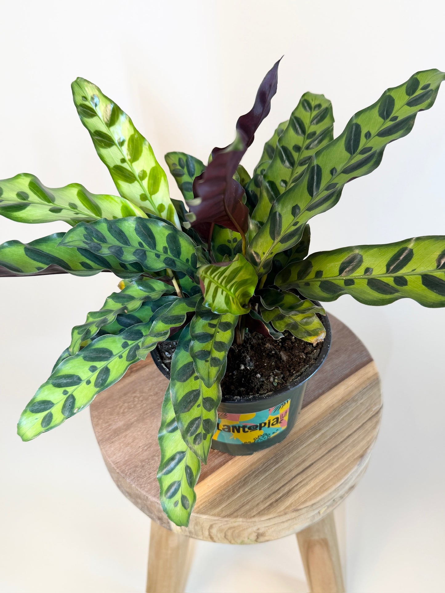 Calathea Rattlesnake 6" Pot
