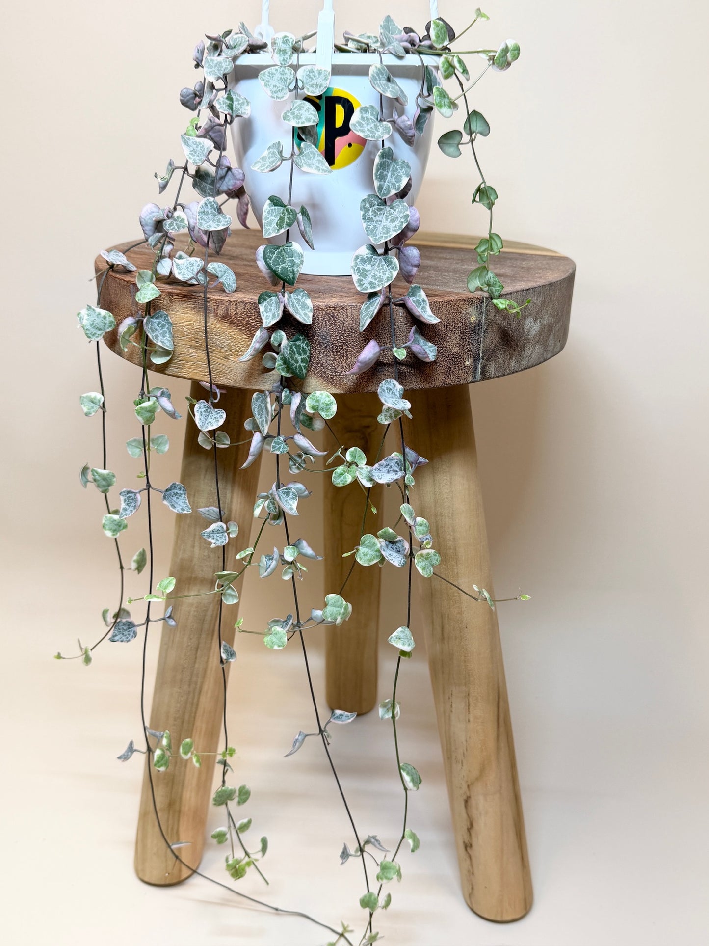 String of Hearts Variegated 4.5" Pot