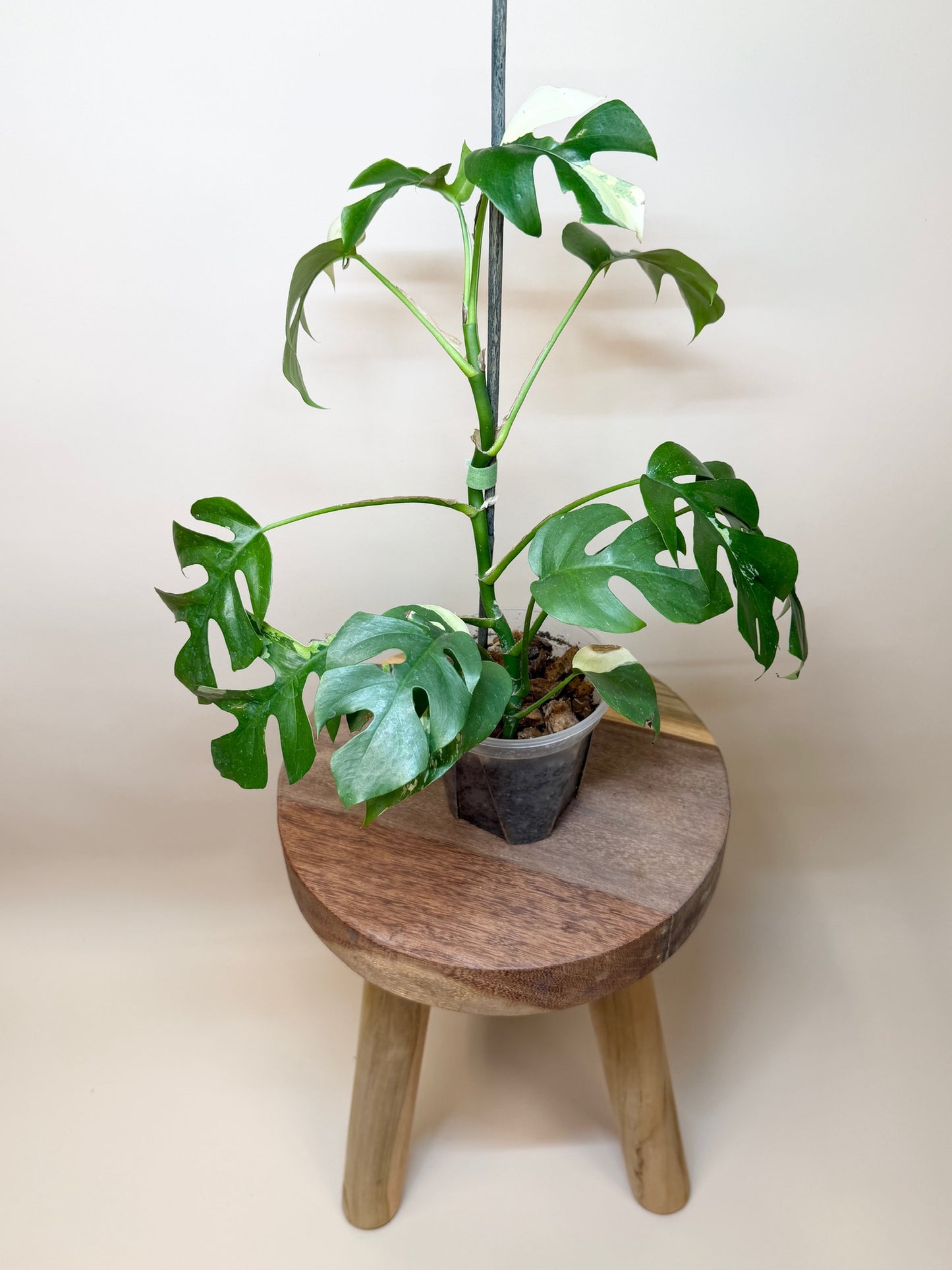 Mini Monstera Albo 4.5" Pot