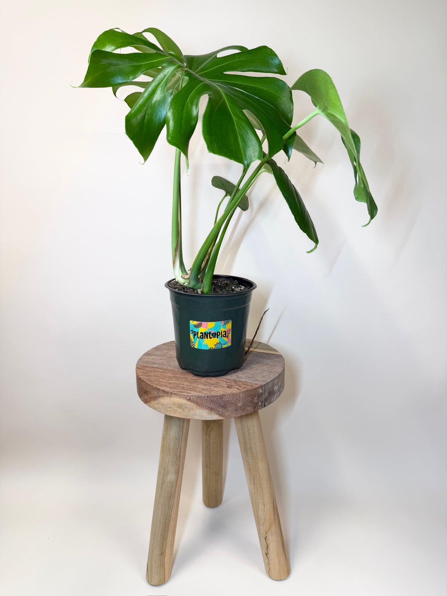 Monstera Deliciosa 6" Pot
