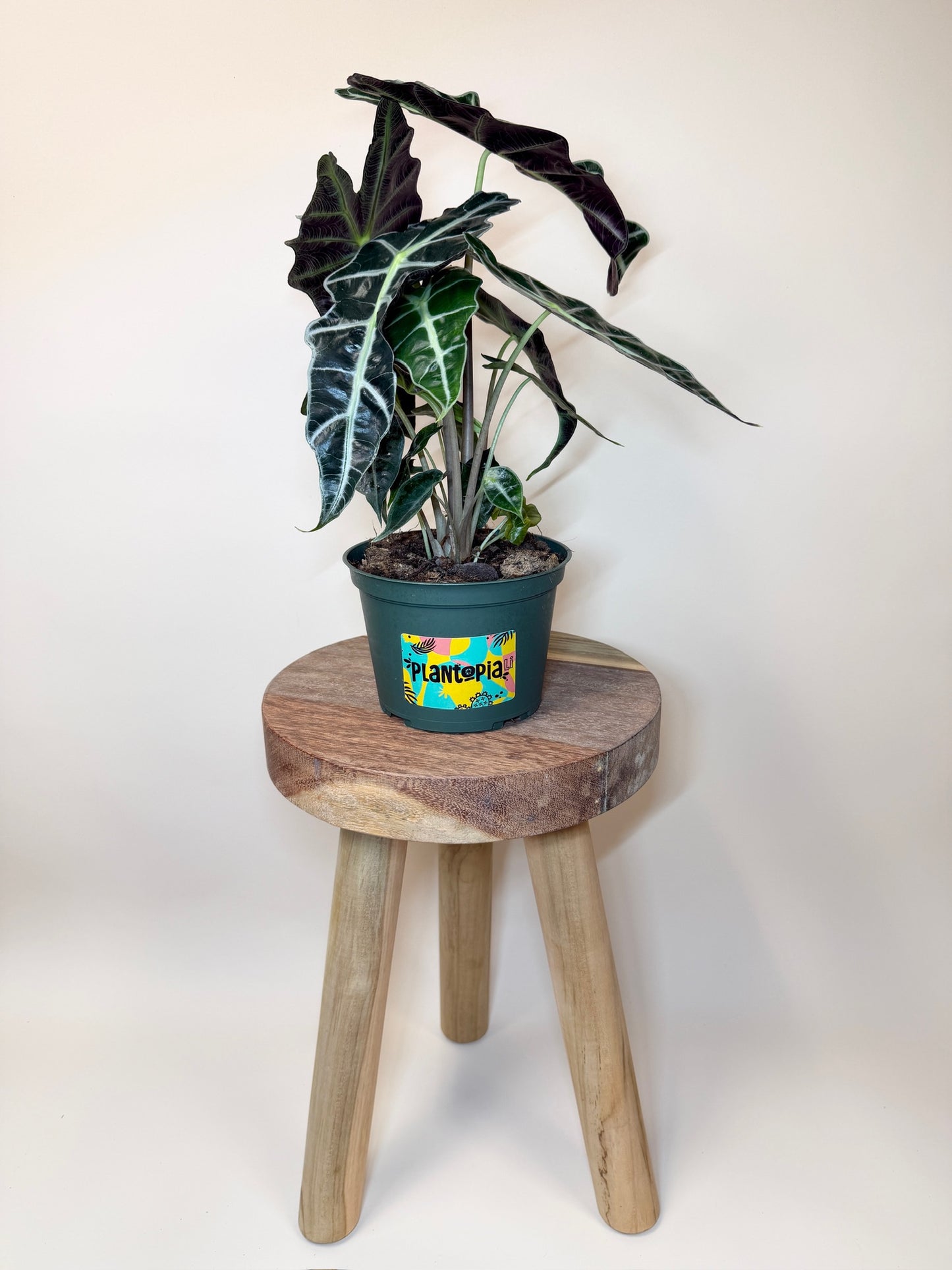 Alocasia Polly 6" Pot
