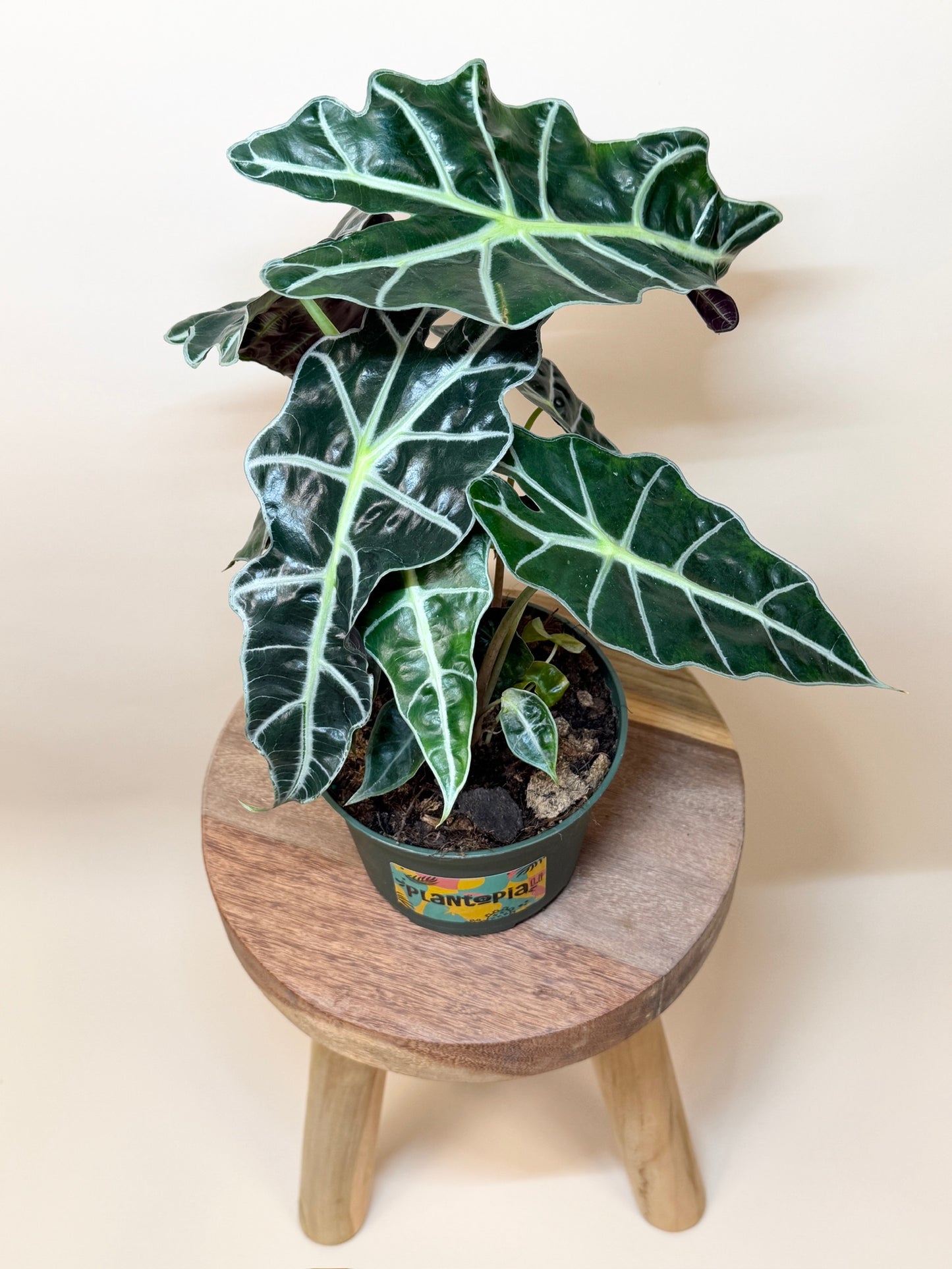 Alocasia Polly 6" Pot