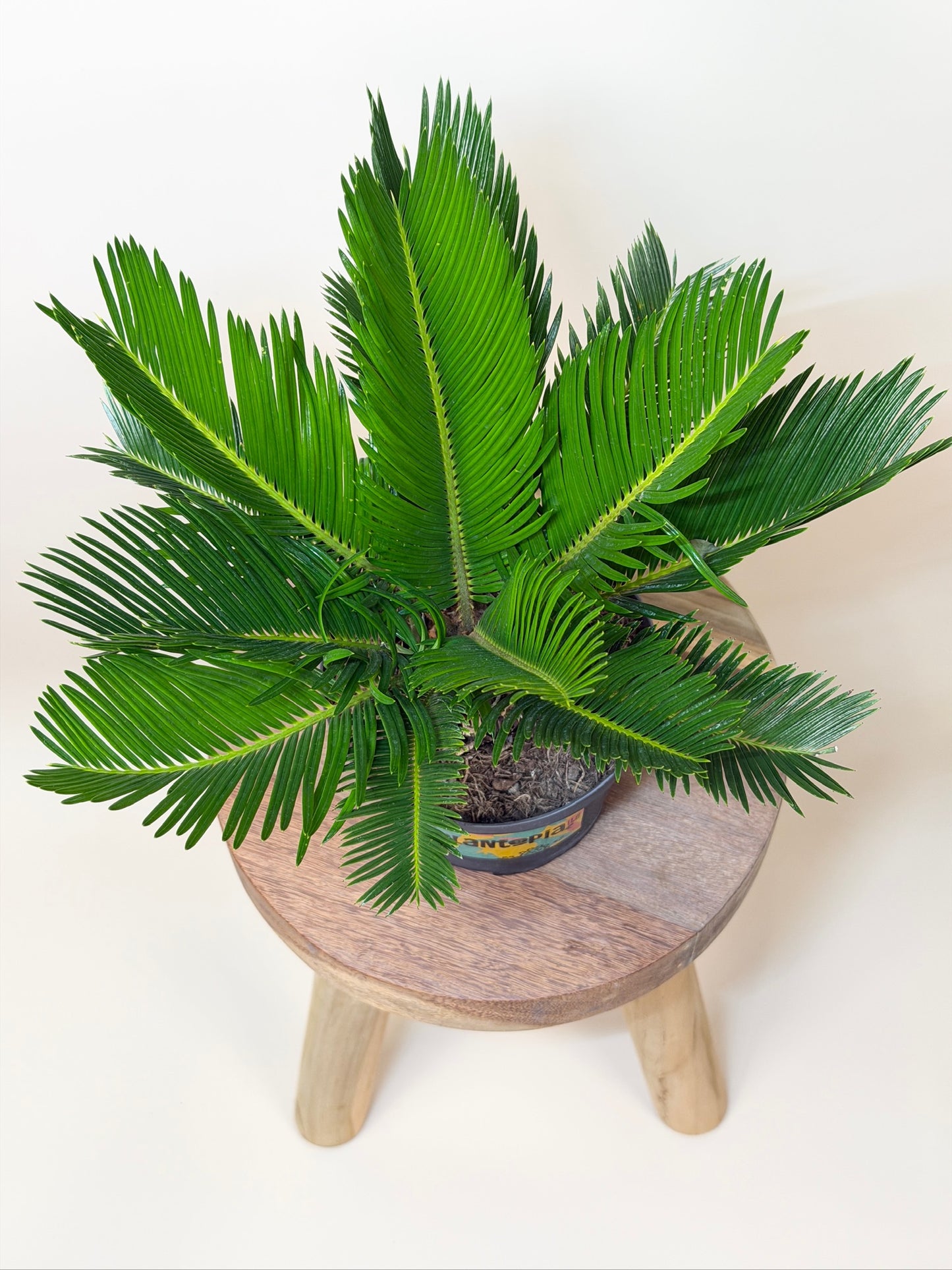 Sago Palm 6" Pot