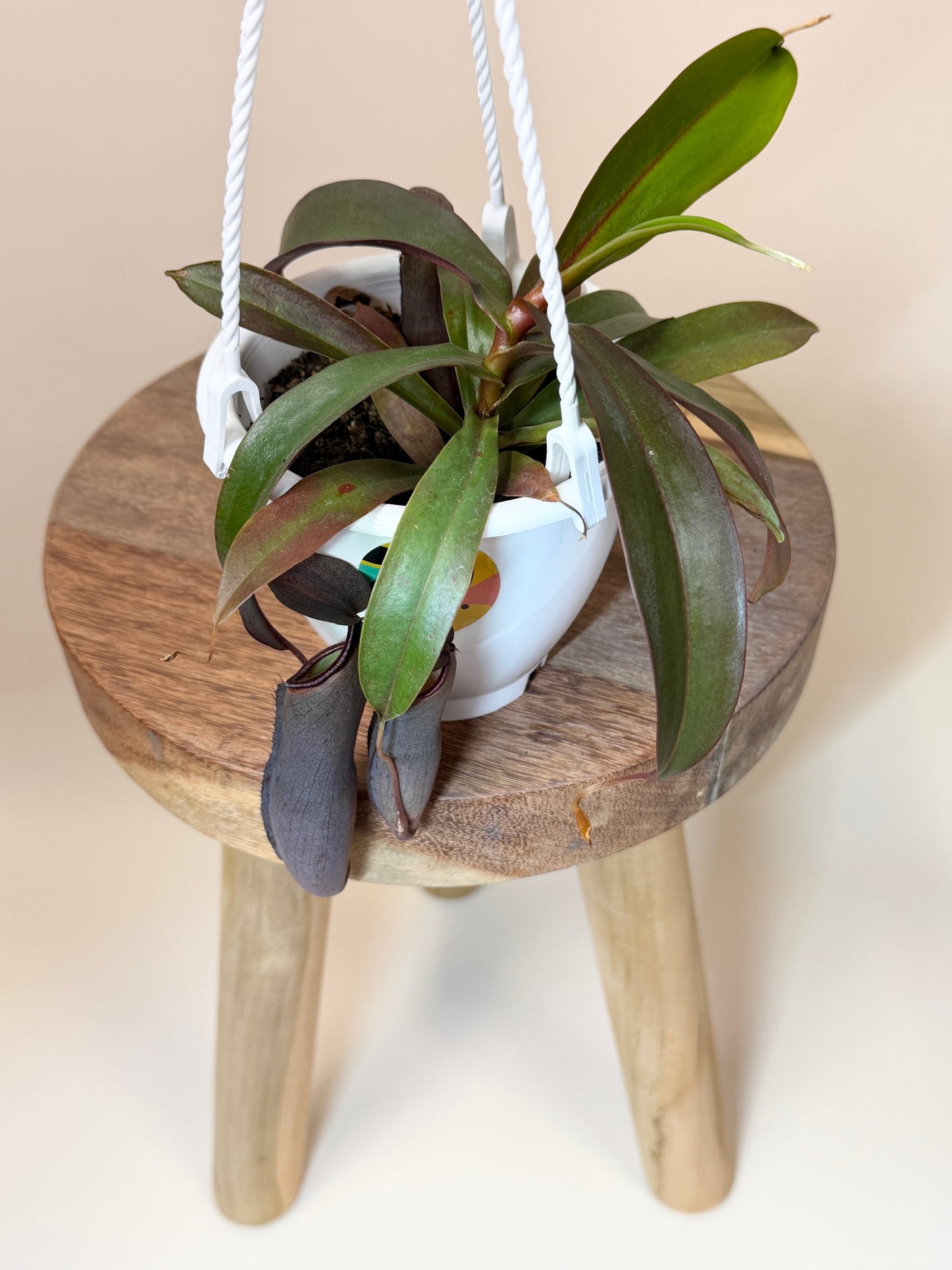 Nepenthes Rebecca Soper 4.5" Pot