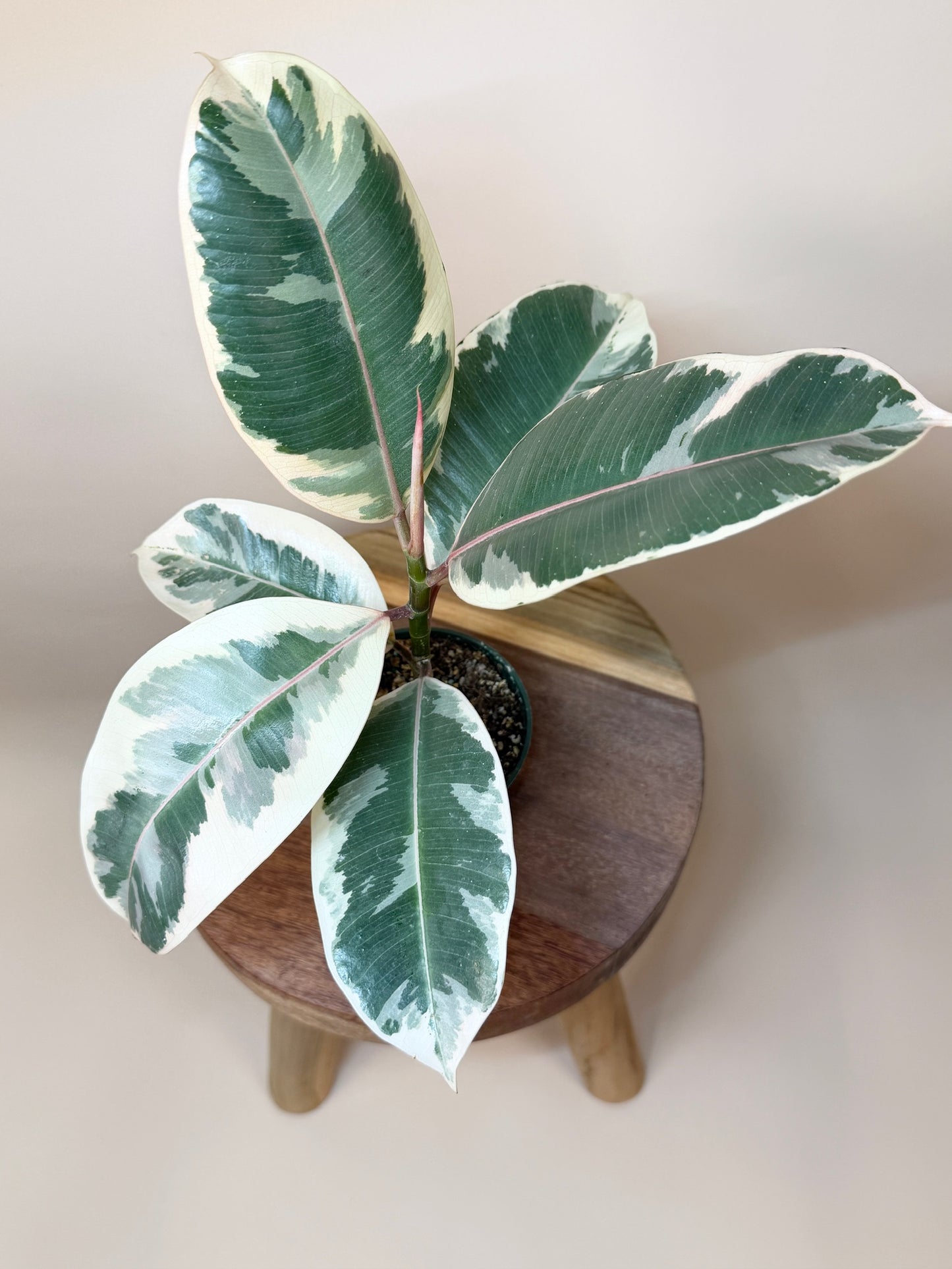 Rubber Tree Tineke 4" Pot