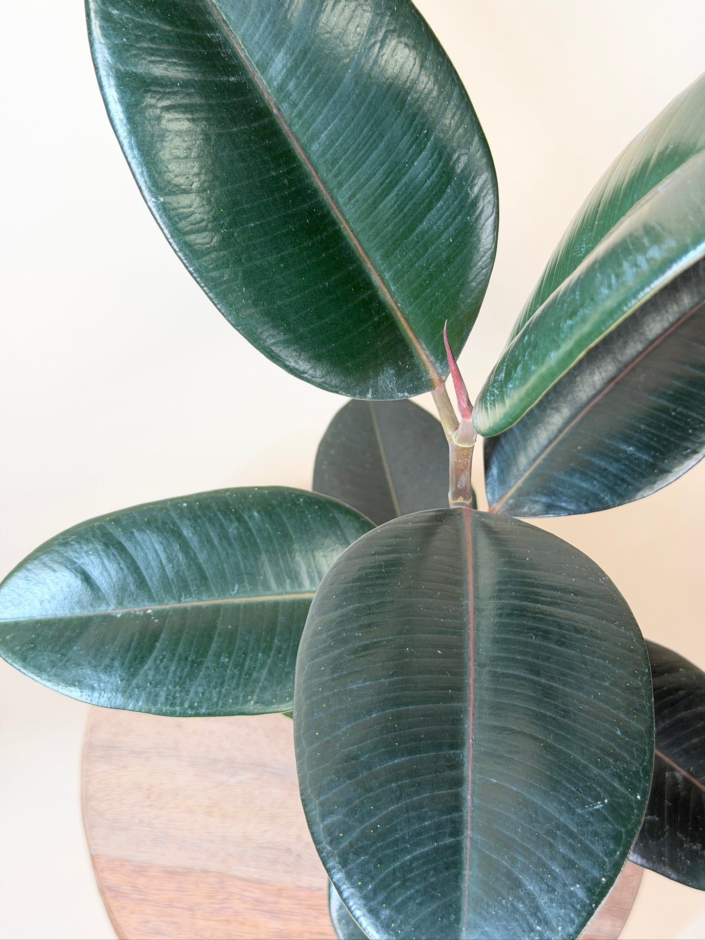 Rubber Tree Burgundy 4” Pot