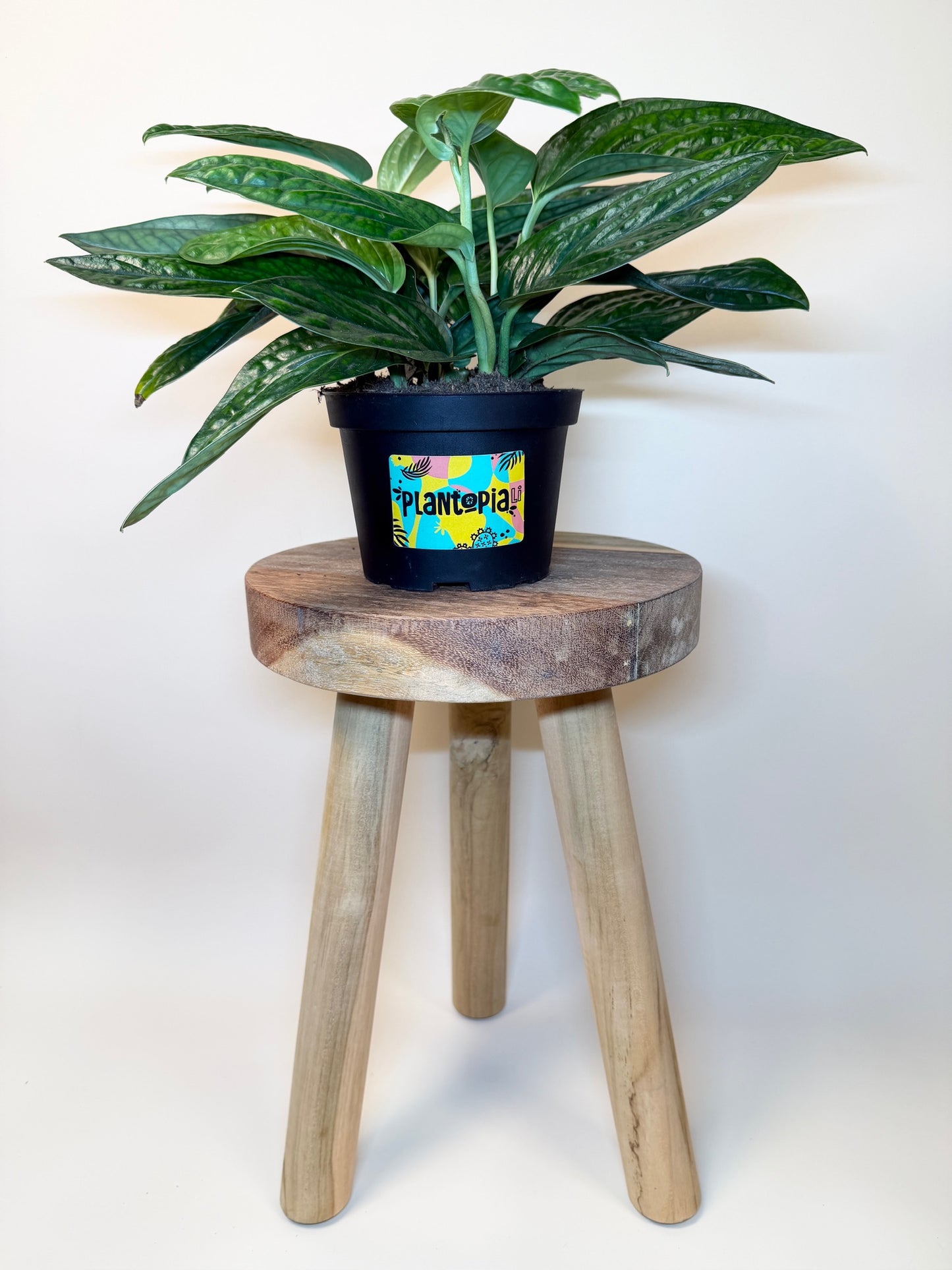 Monstera Peru 6" Pot