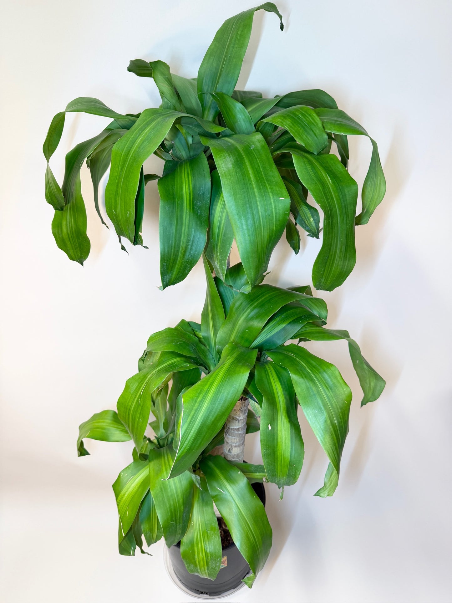 Dracaena Corn Cane 10" Pot