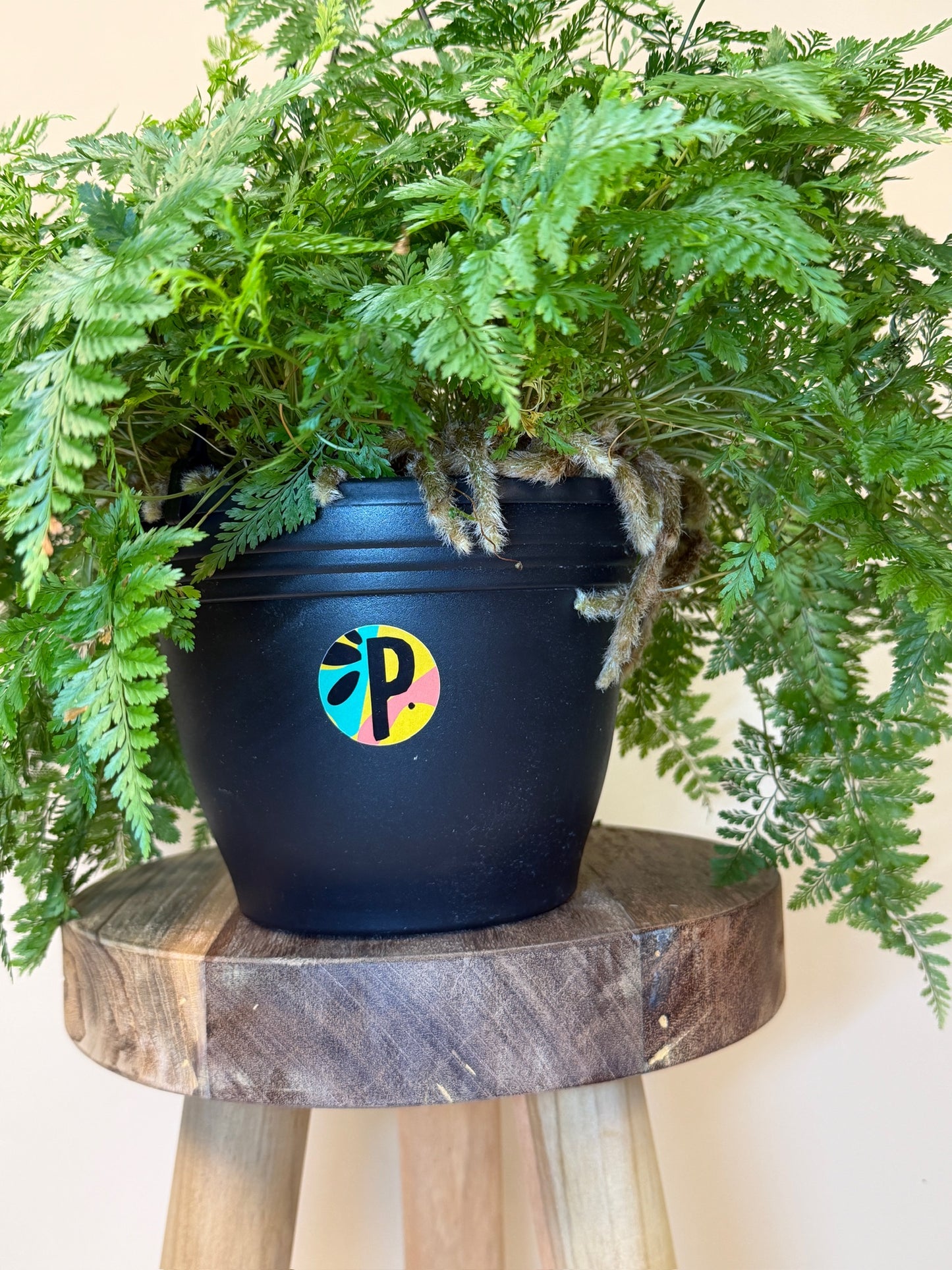 Fern Rabbit Foot 8" Pot