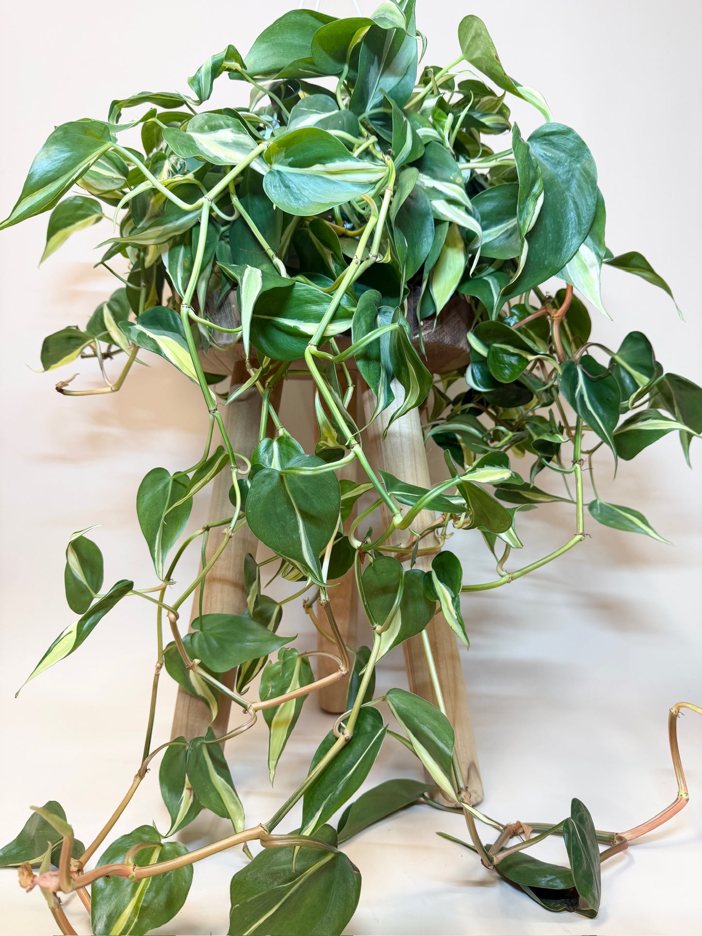 Philodendron Silver Stripe 8" Pot