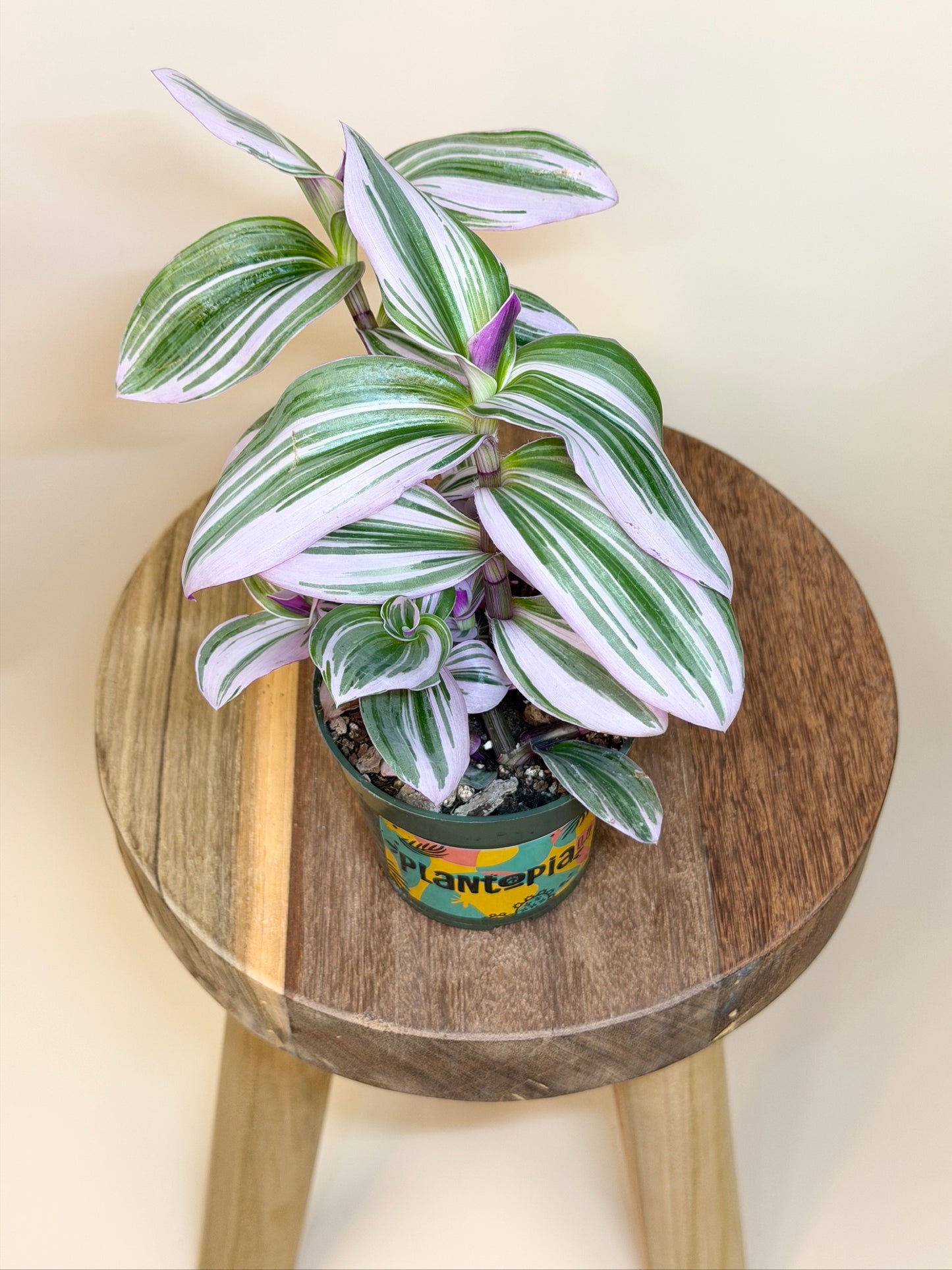 Tradescantia Nanouk 4" Pot