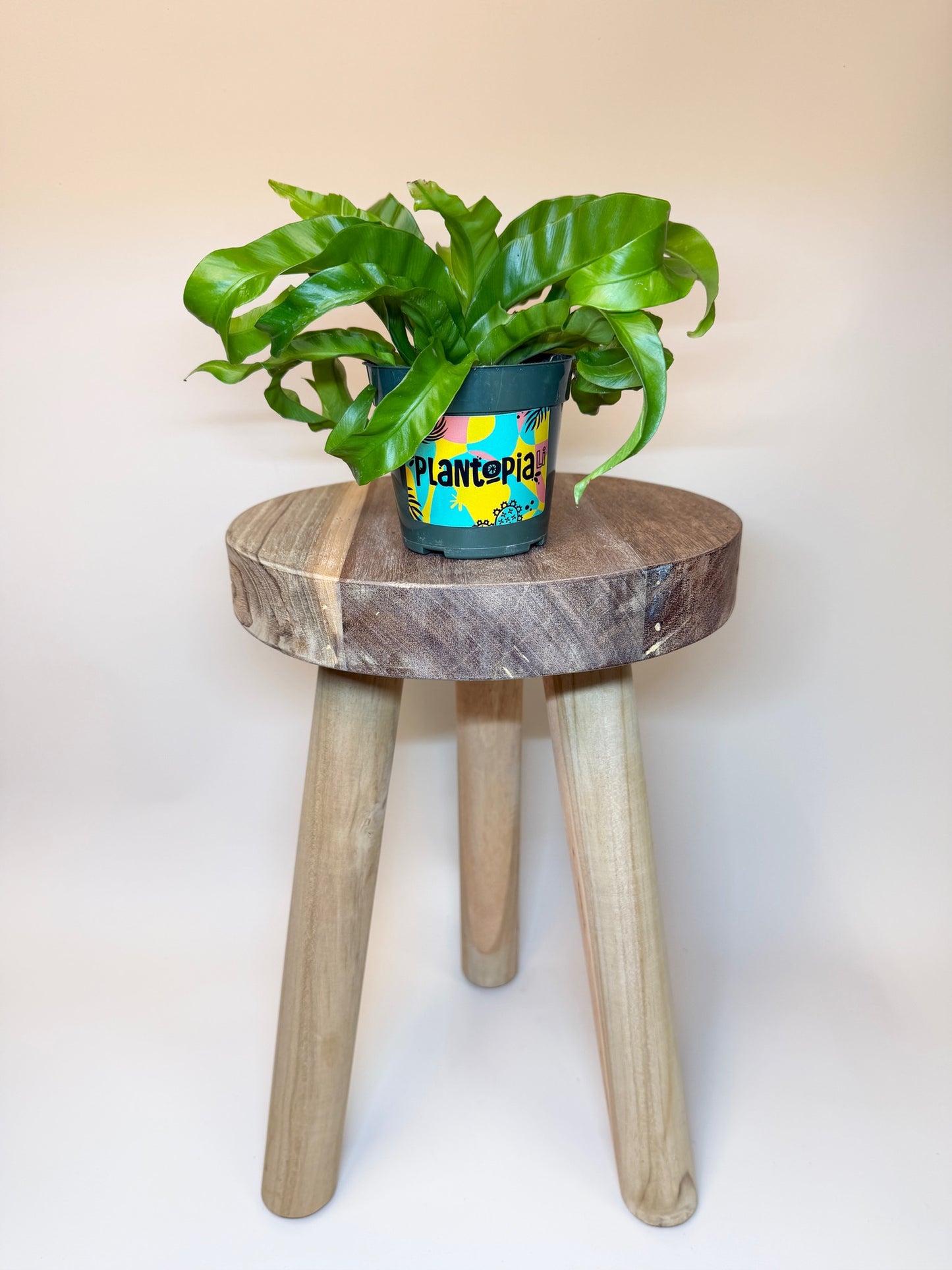 Fern Hurricane 4" Pot