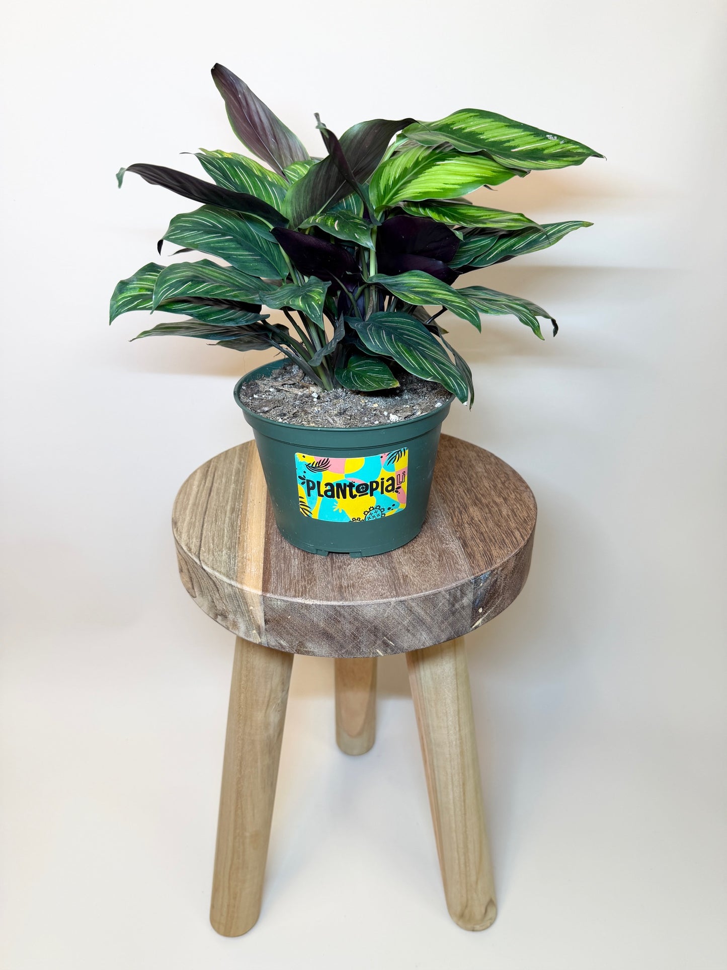 Calathea Beauty Star 6" Pot